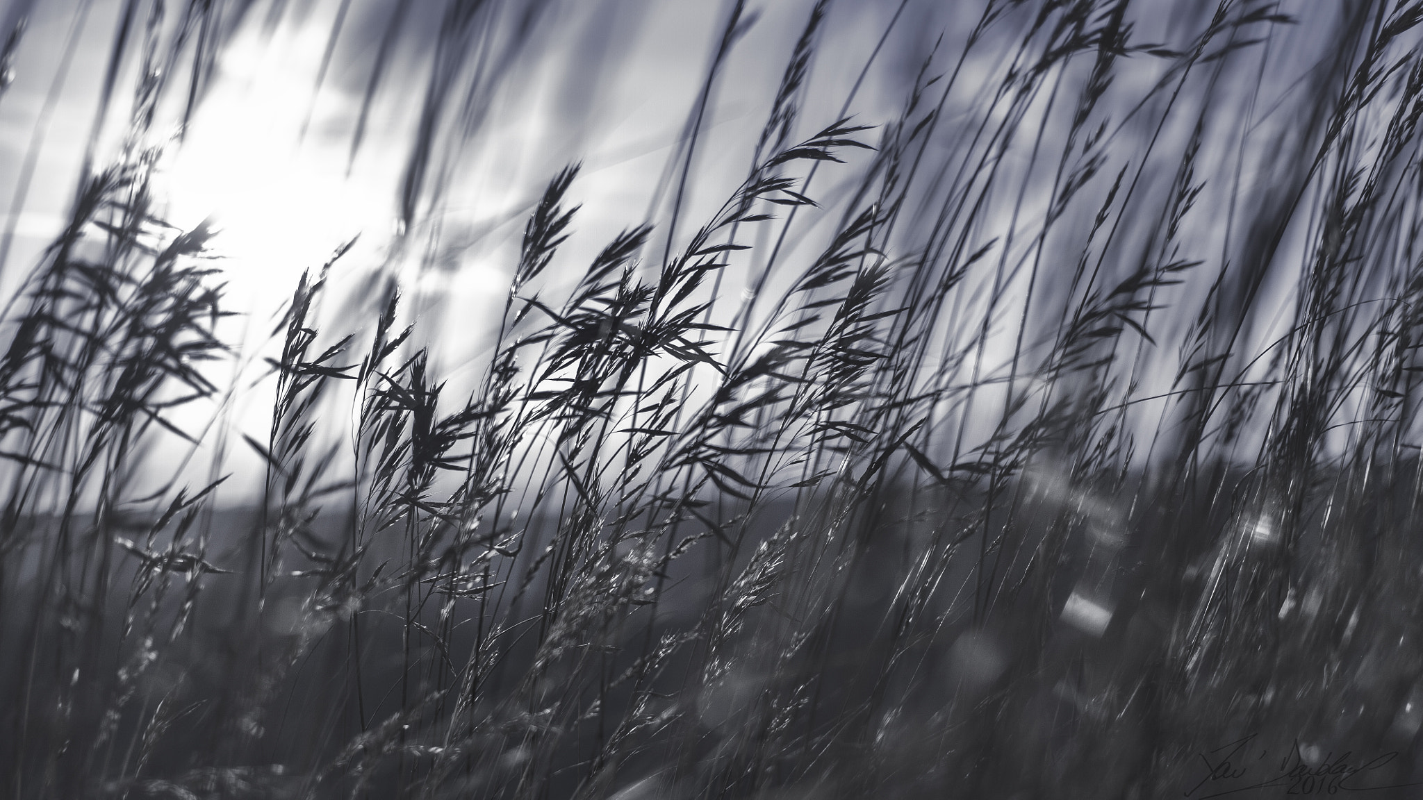 Canon EF 40mm F2.8 STM sample photo. Grass forest photography