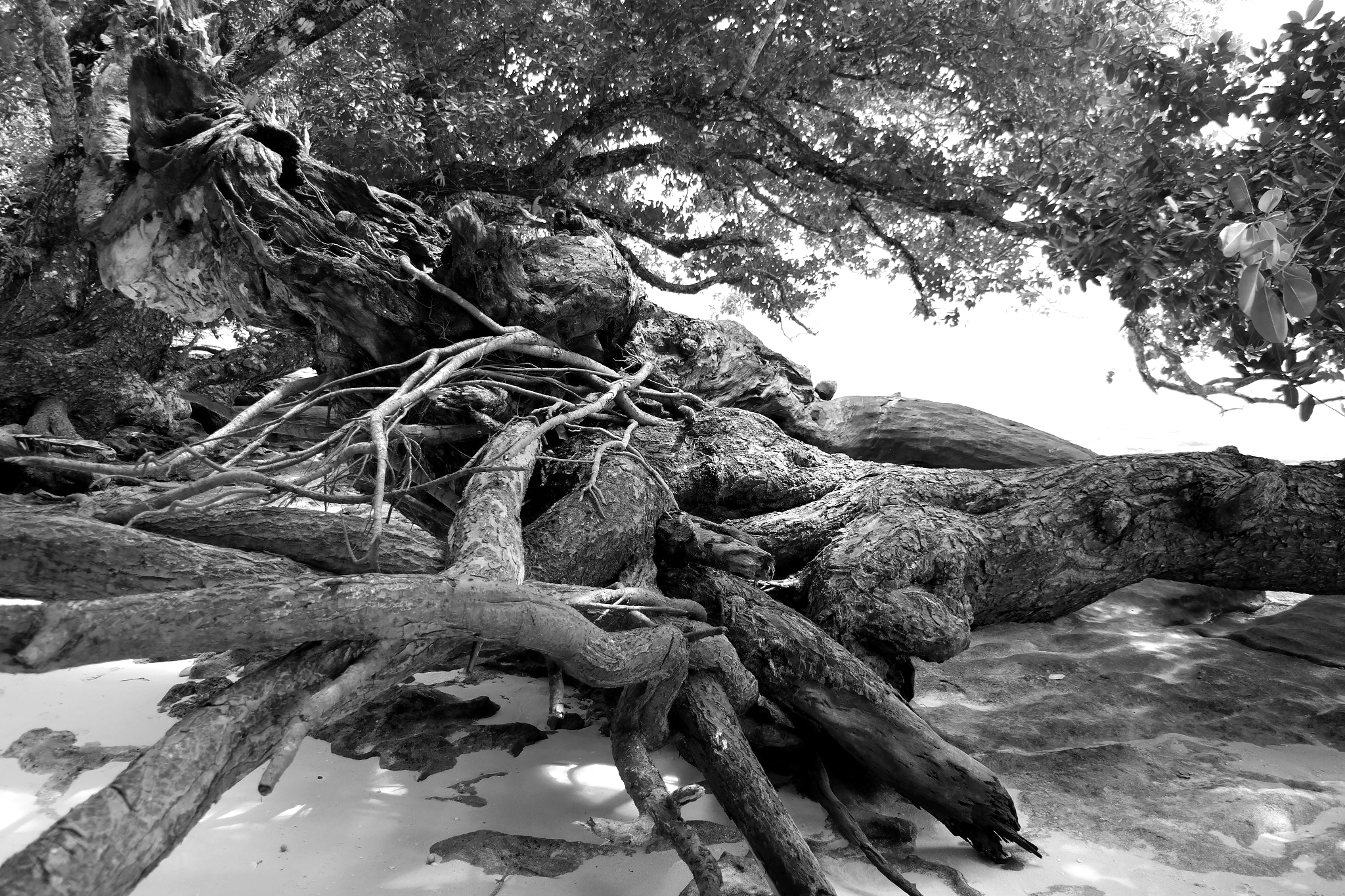 Samsung NX300M sample photo. Wood photography