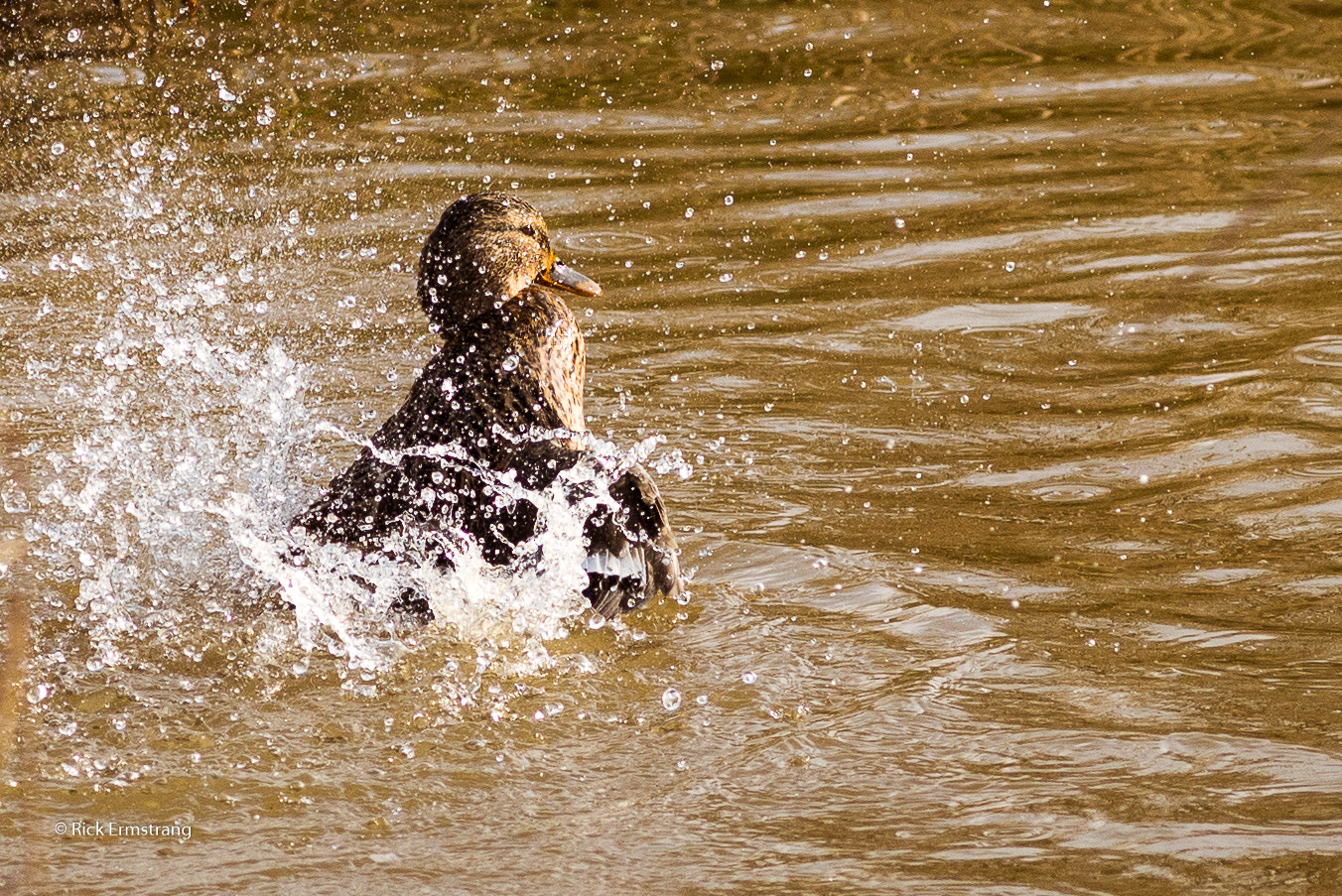 Nikon D610 + AF Nikkor 180mm f/2.8 IF-ED sample photo. Cleaning time!!! photography