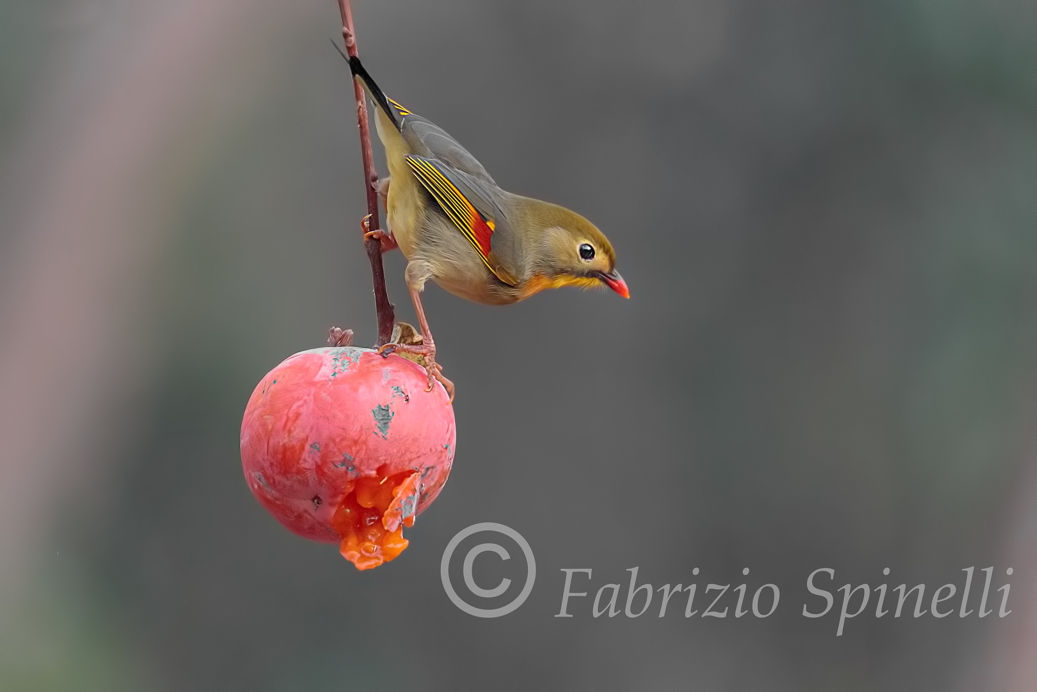 150-600mm F5-6.3 DG OS HSM | Sports 014 sample photo. Usignolo del giappone photography