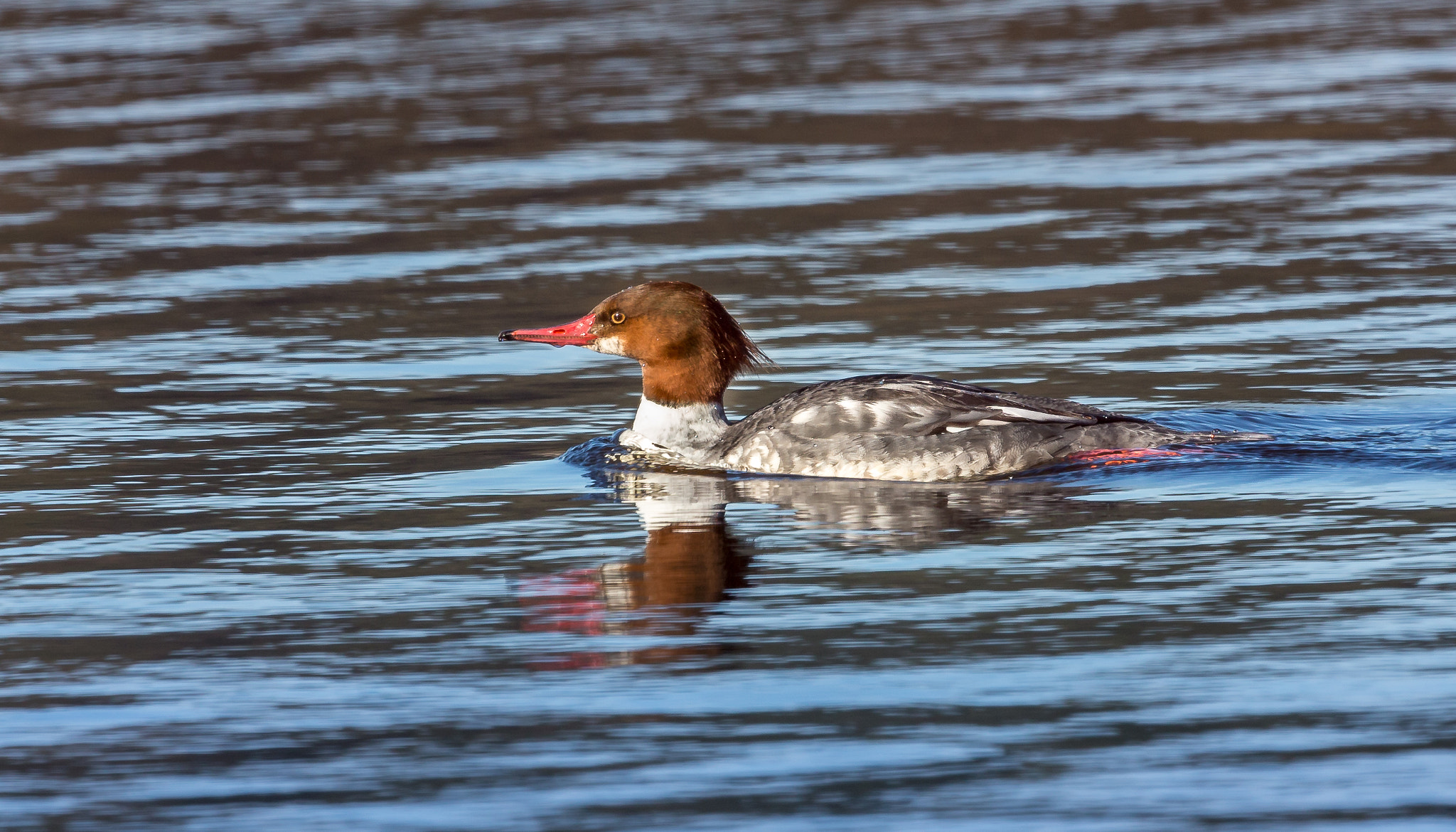 Canon EOS-1D X + Canon EF 600mm F4L IS II USM sample photo. Common female merganser photography