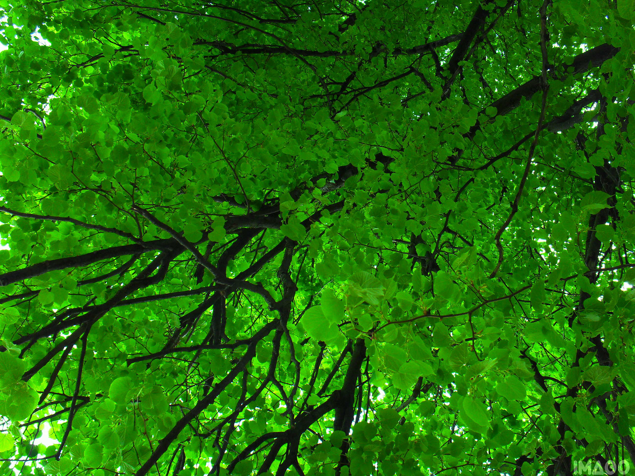 Samsung I100,  VLUU I100 sample photo. Green photography
