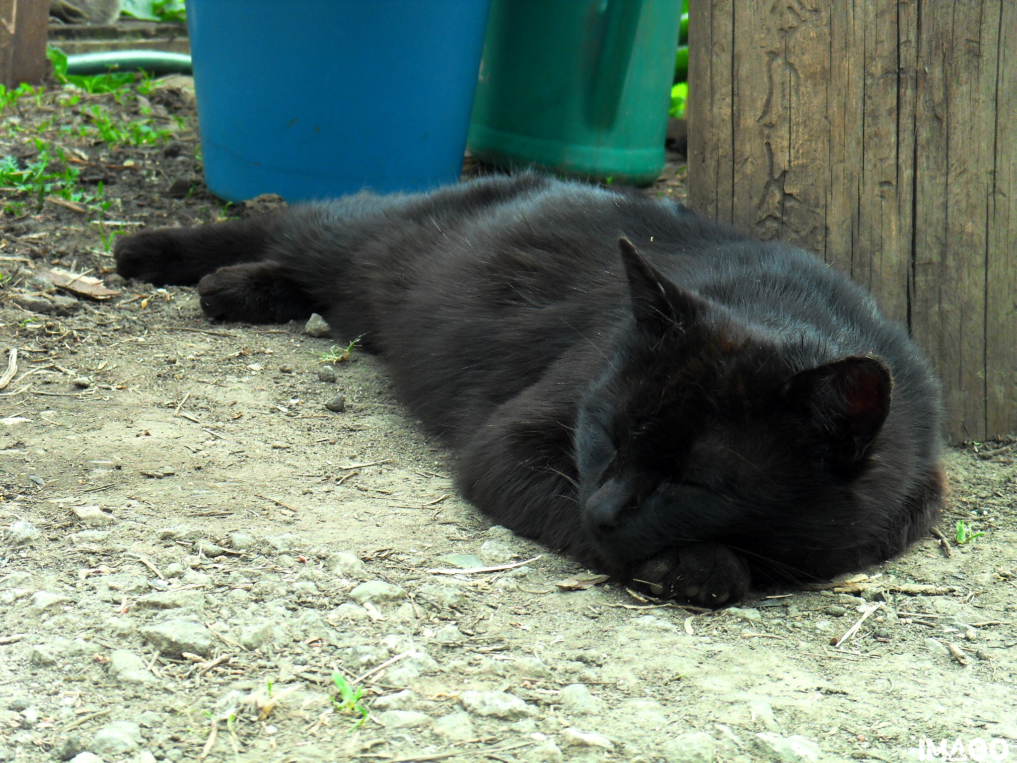 Samsung I100,  VLUU I100 sample photo. Blackie the cat photography