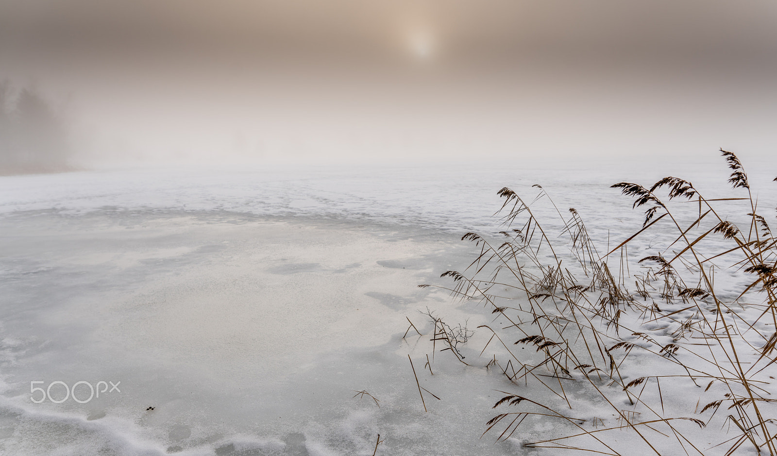 Sony a7R II + Sigma 20mm F1.4 DG HSM Art sample photo. A foggy winter day photography