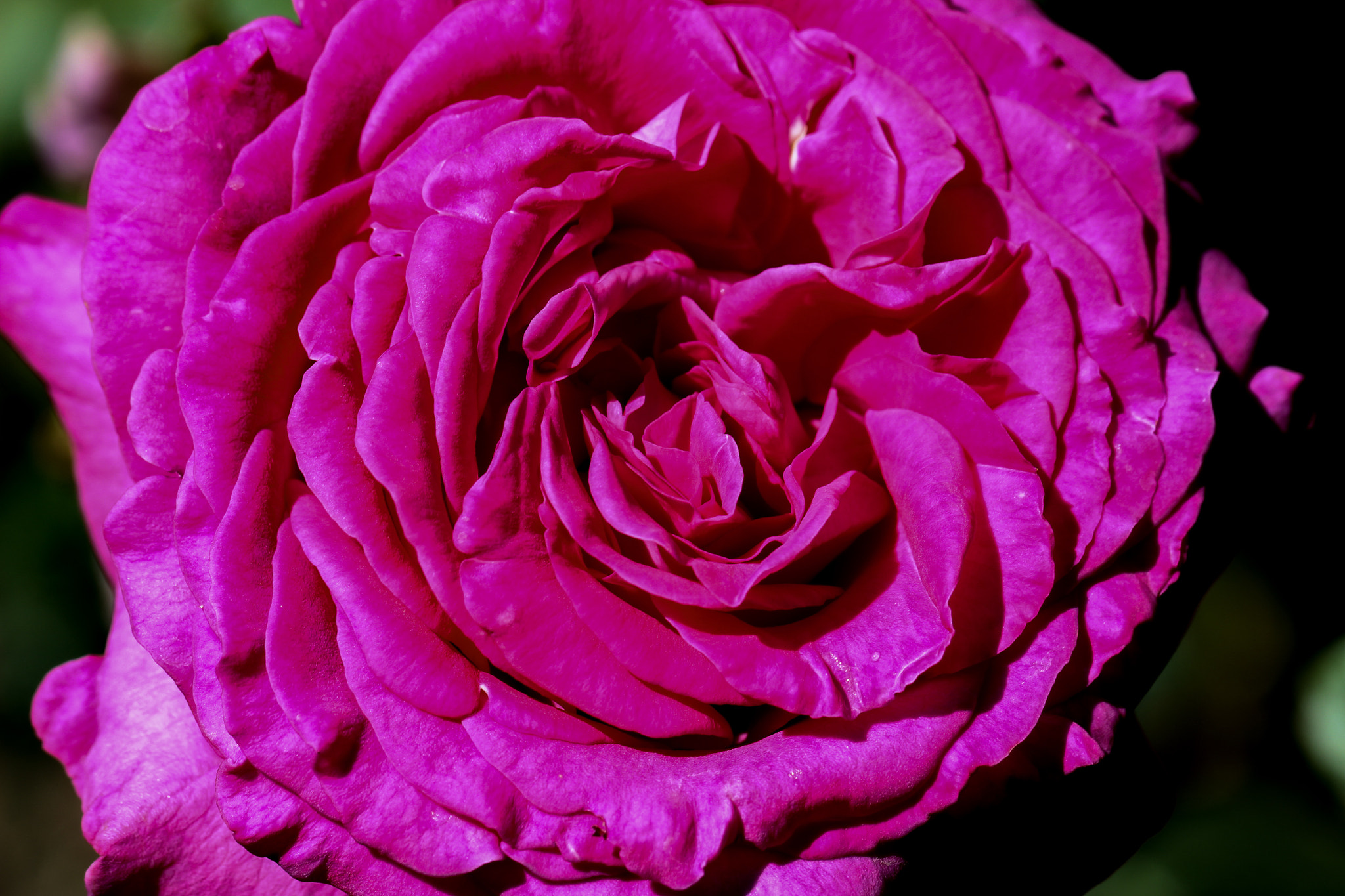 Canon EF 100mm F2.8L Macro IS USM sample photo. Magenta rose photography