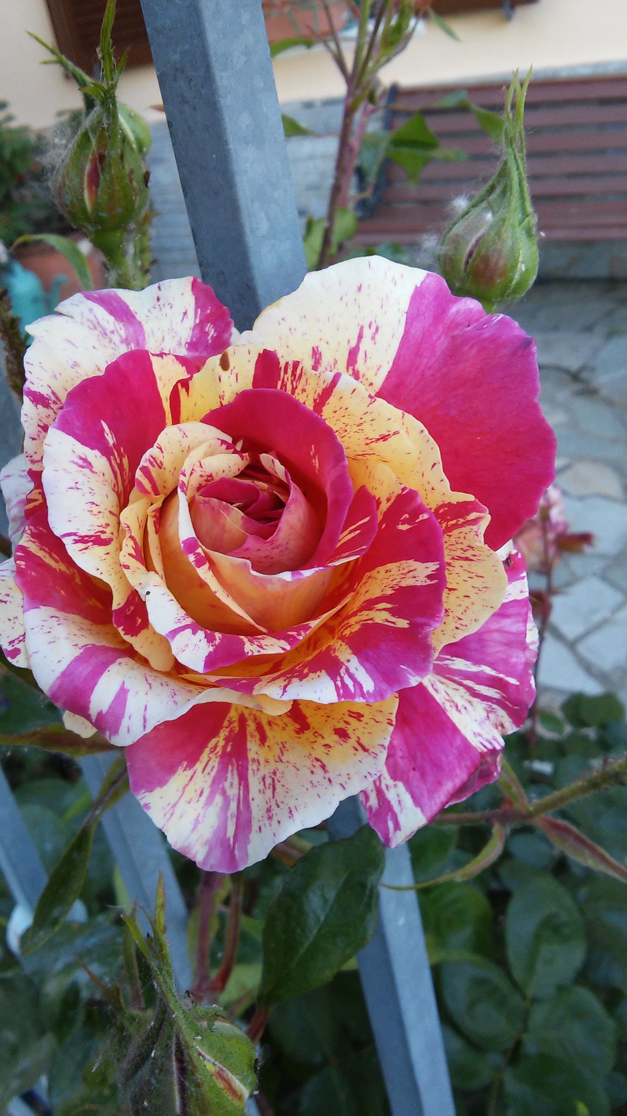 LG L90 sample photo. Rose photography