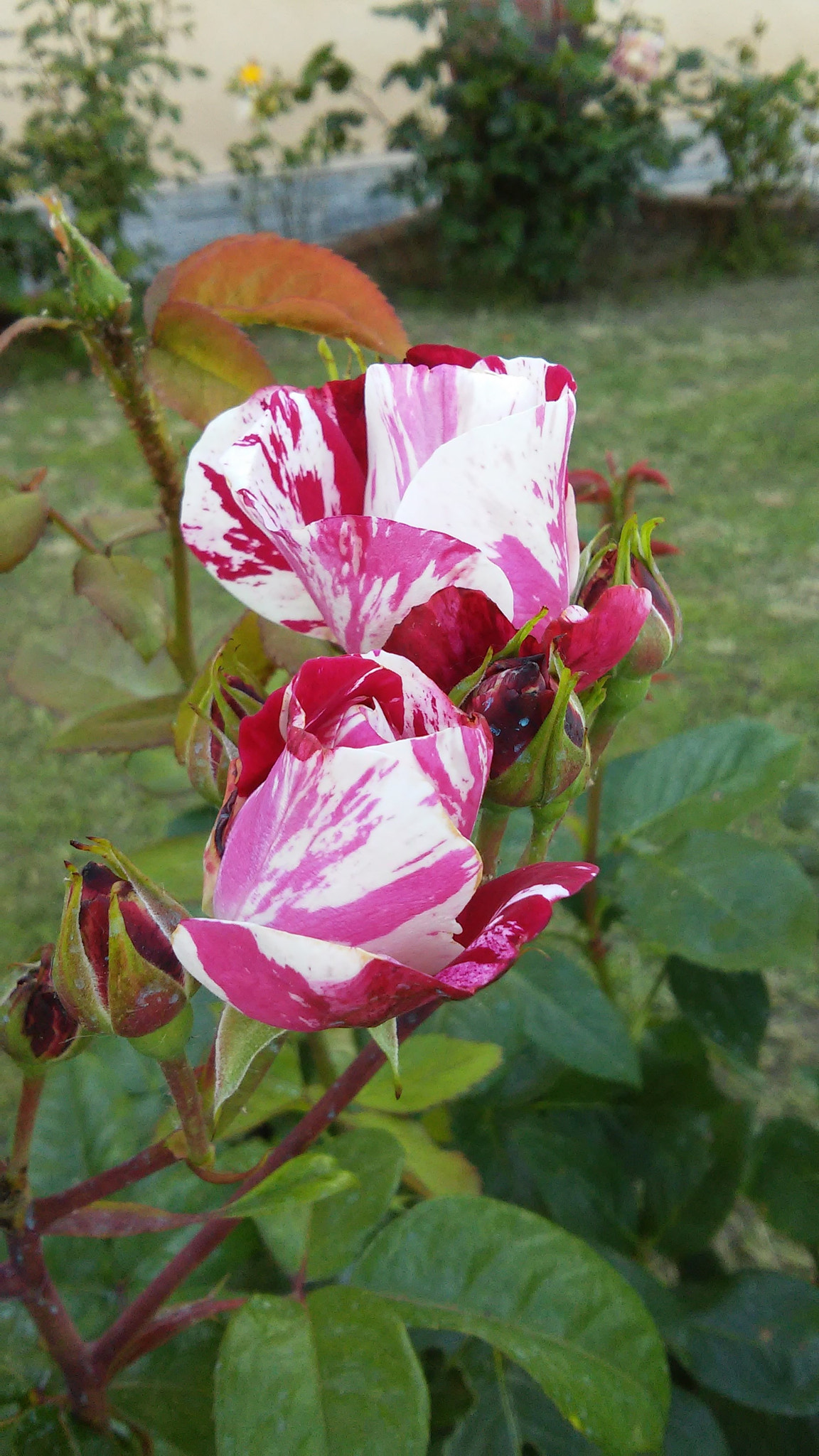 LG L90 sample photo. Rose photography