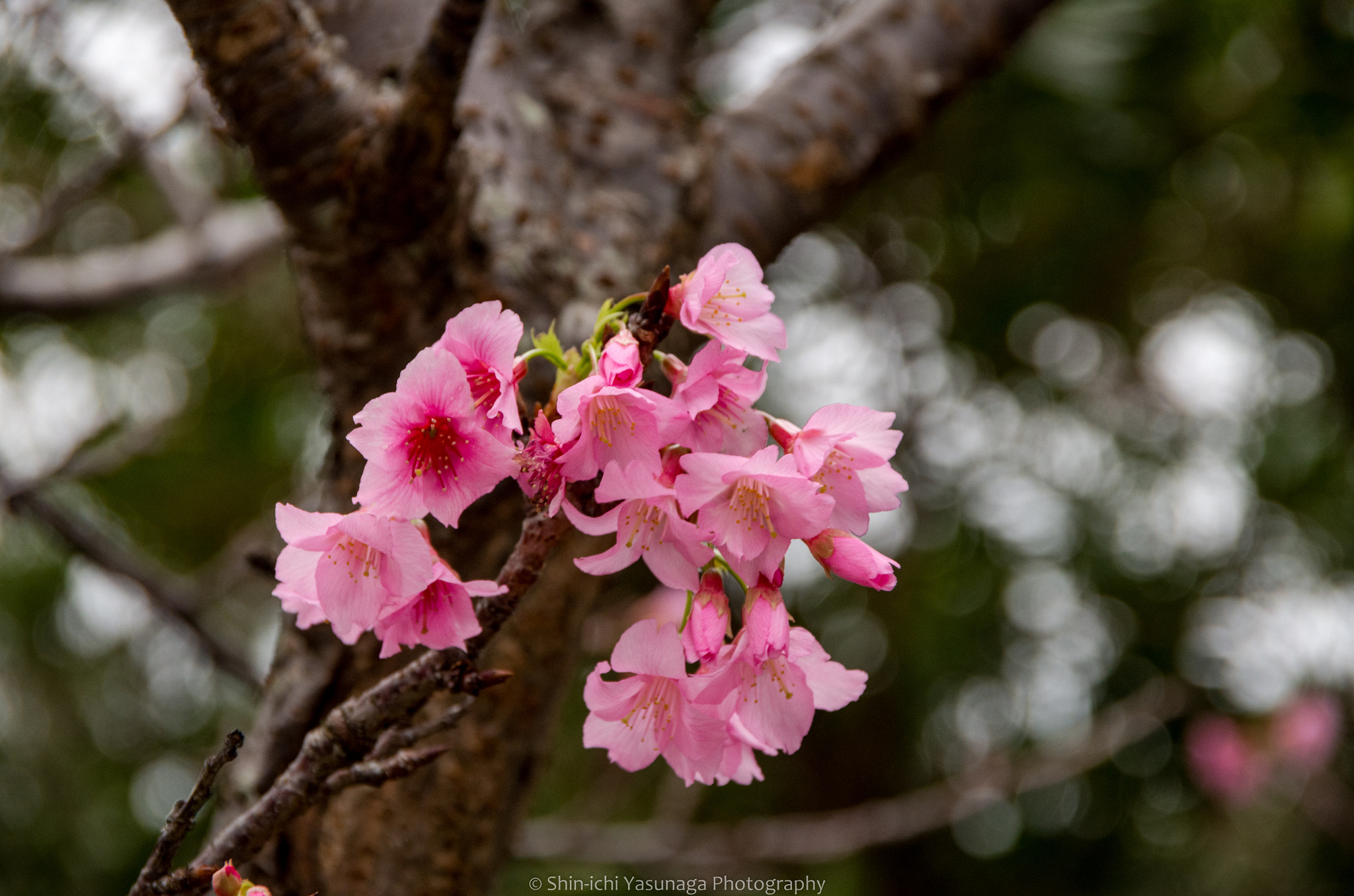 Pentax K-30 sample photo. Taiwan cherry in ishigaki island okinawa,japan. photography
