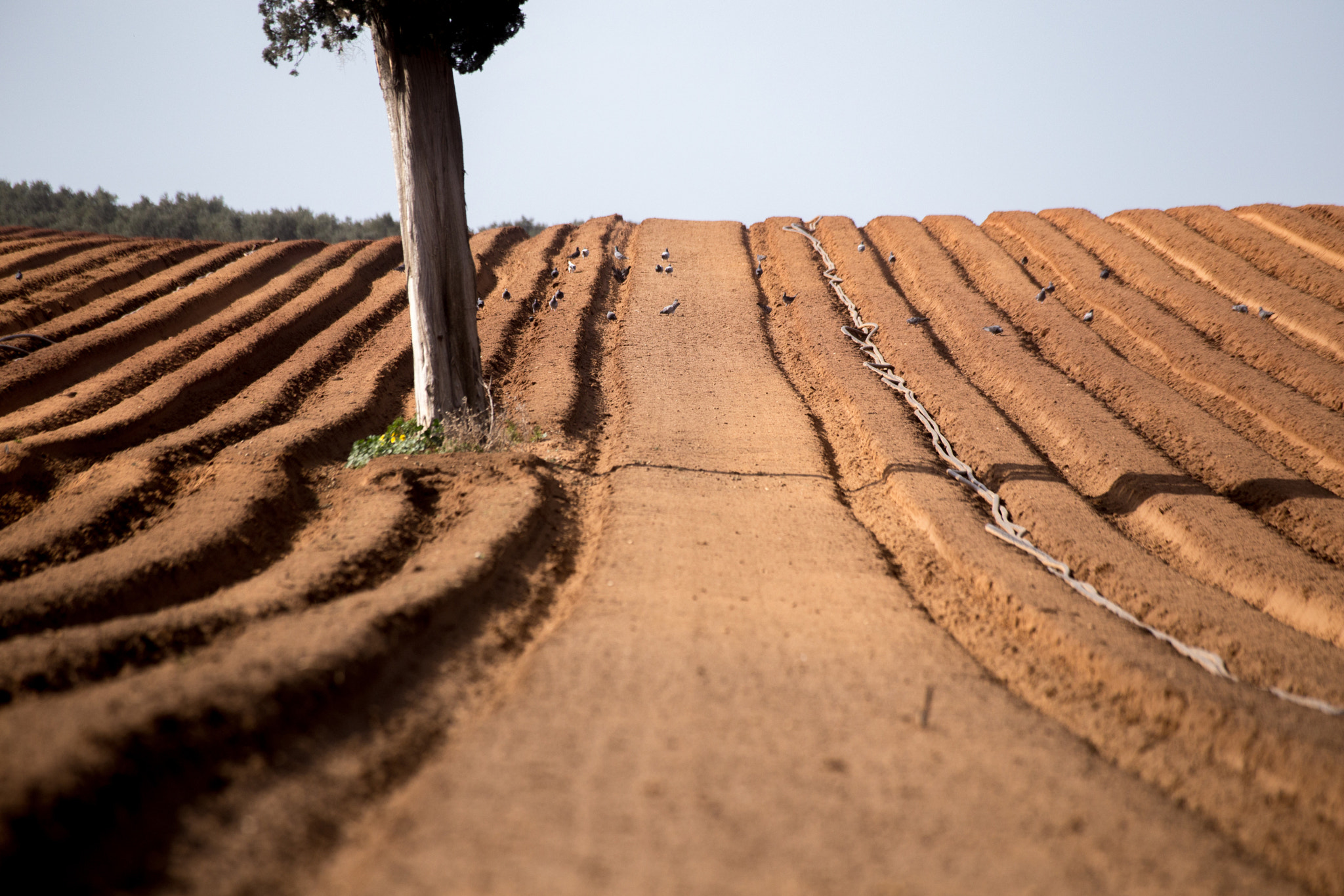 Canon EF 100-300mm f/5.6L sample photo. The good earth photography