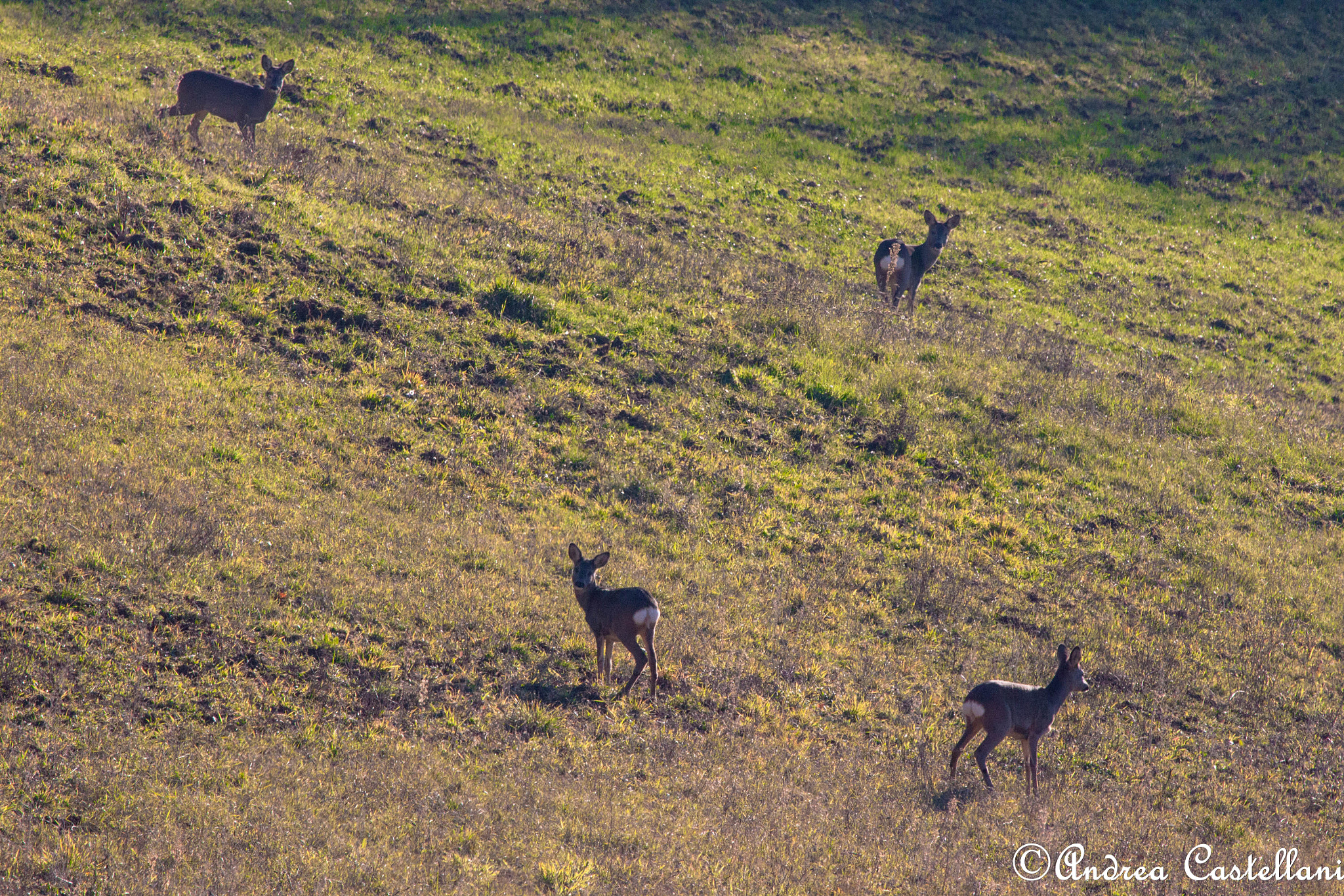 Canon EOS 500D (EOS Rebel T1i / EOS Kiss X3) + Canon EF 100-400mm F4.5-5.6L IS USM sample photo. Roe-deer photography