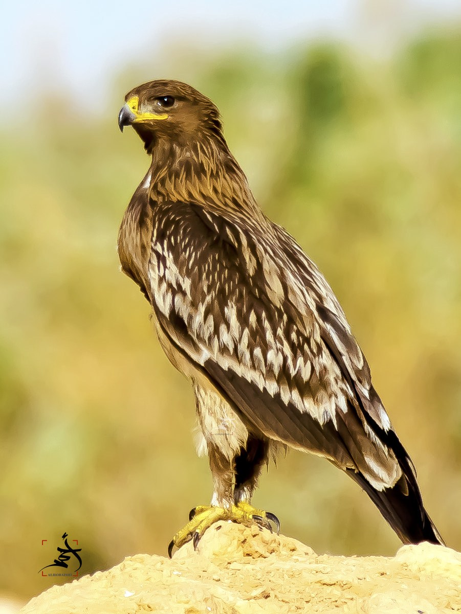 Nikon D7200 + Sigma 150-600mm F5-6.3 DG OS HSM | S sample photo. Great spotted eagle photography