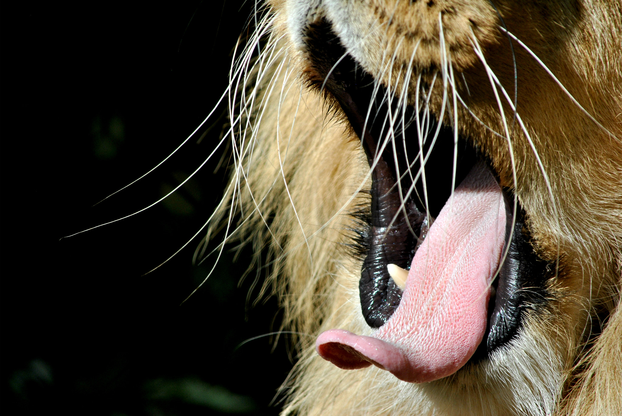 Nikon D3000 sample photo. A strenuous day photography