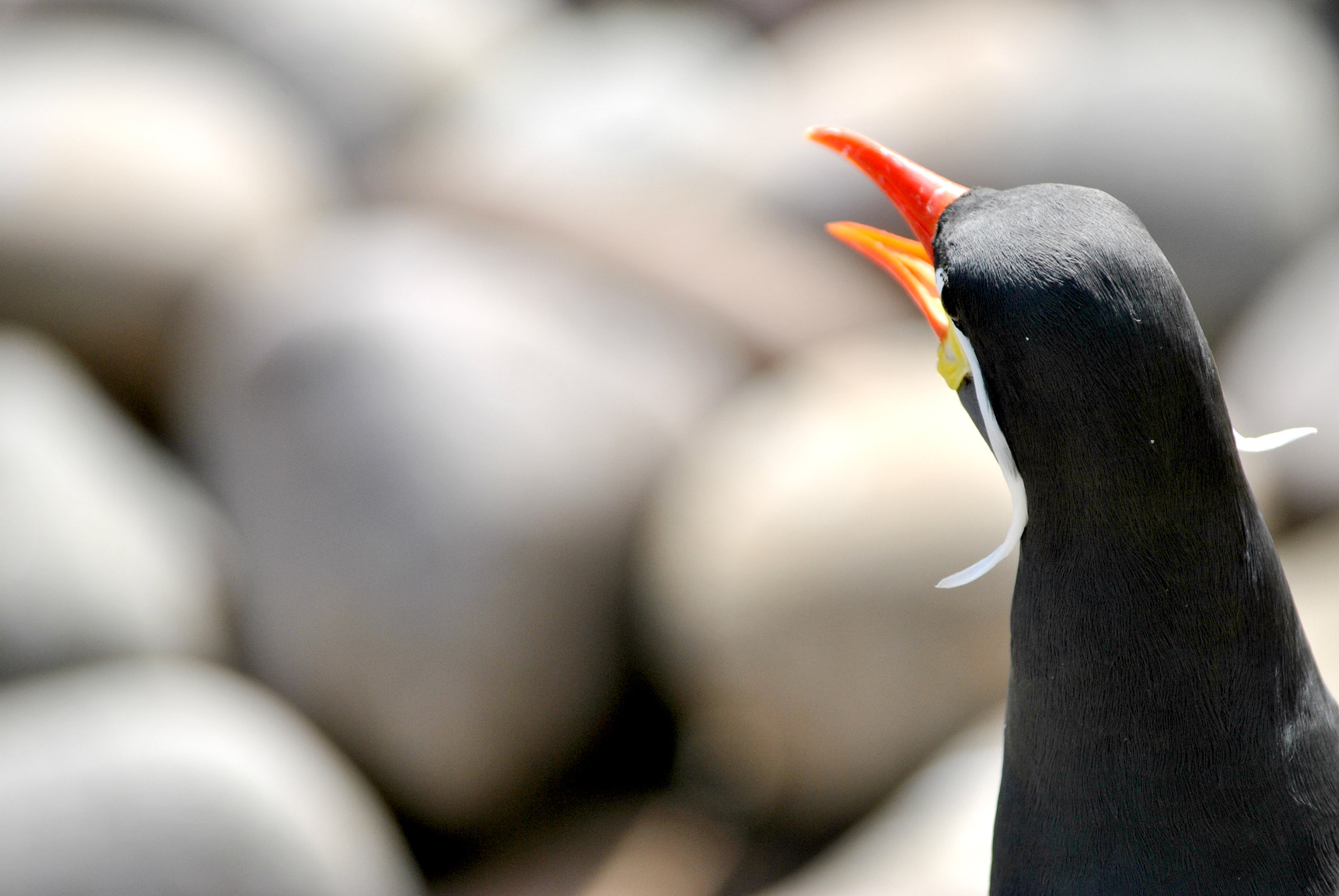 Nikon D3000 sample photo. Chirping photography