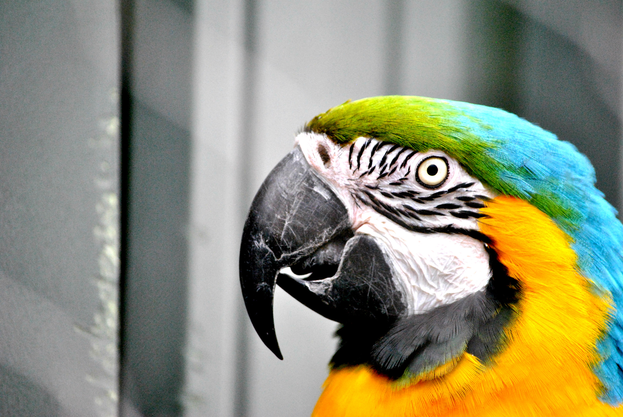 Nikon D3000 sample photo. Gorgeous george photography