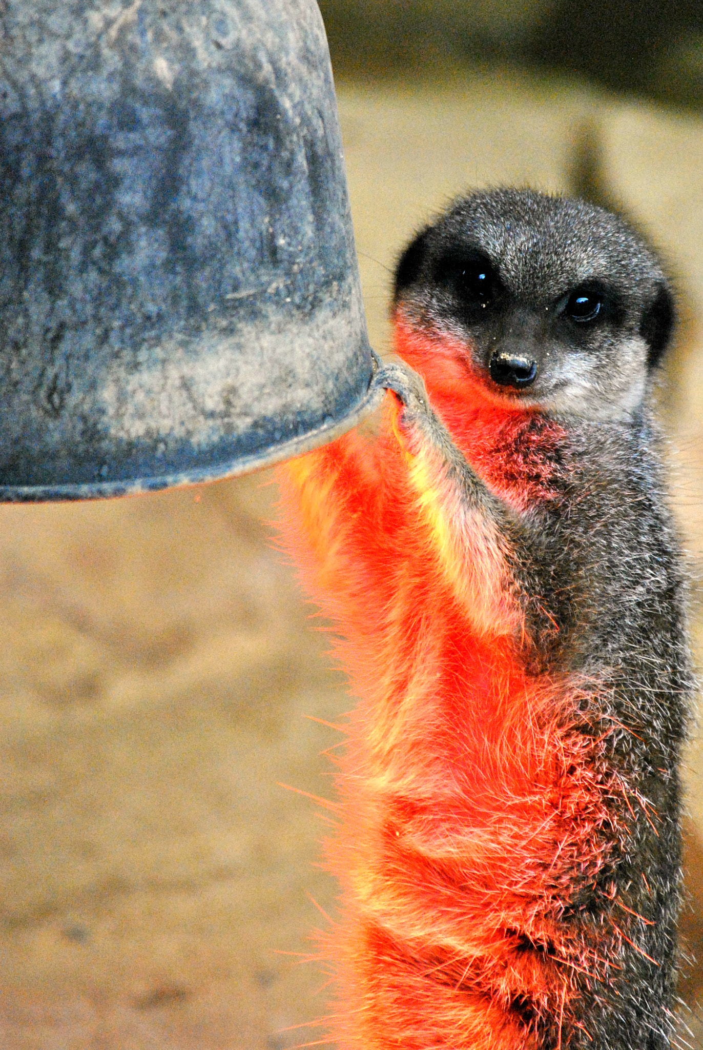 Nikon D3000 sample photo. Keeping toasty photography