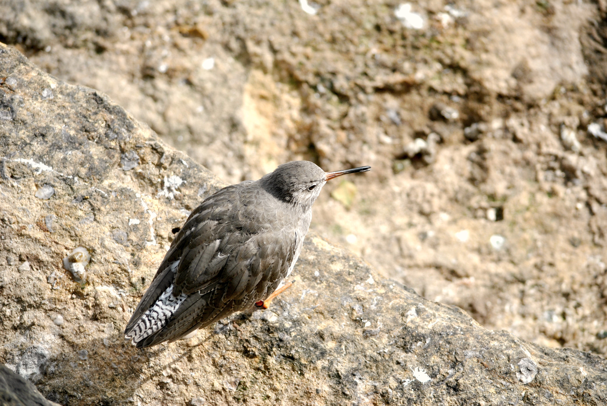 Nikon D3000 sample photo. Resting photography