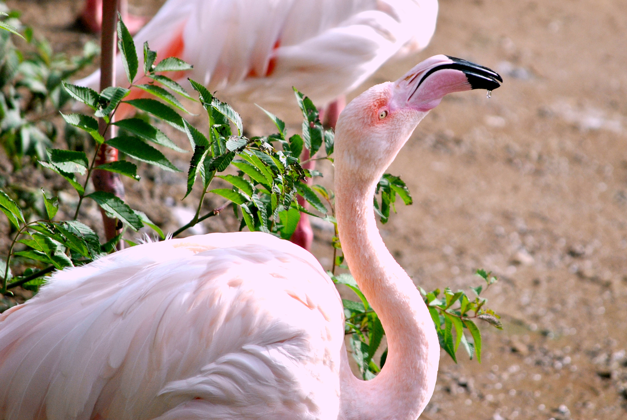 Nikon D3000 sample photo. Rising photography