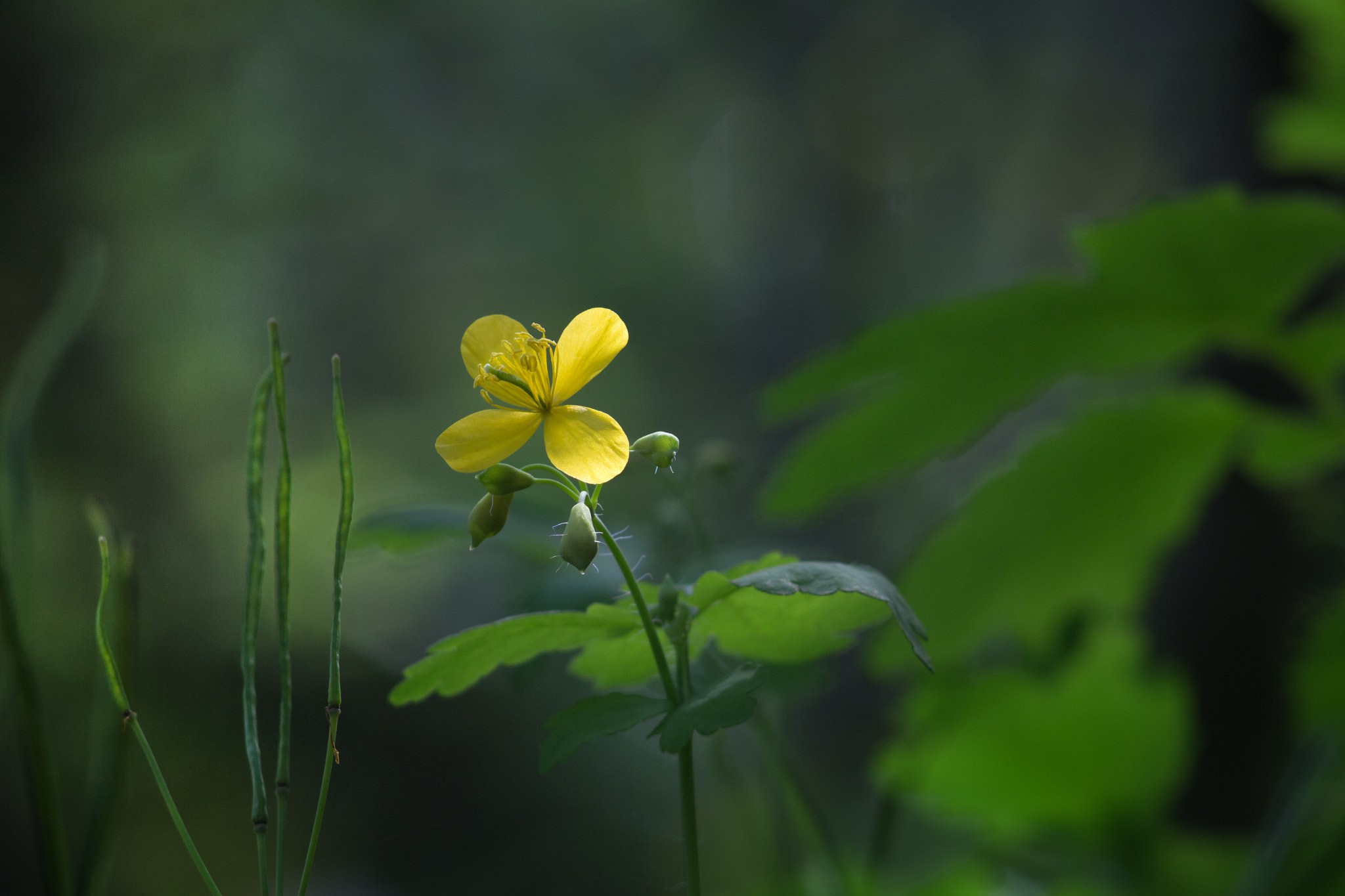 Canon EF 35-80mm f/4-5.6 sample photo. Chelidonium photography