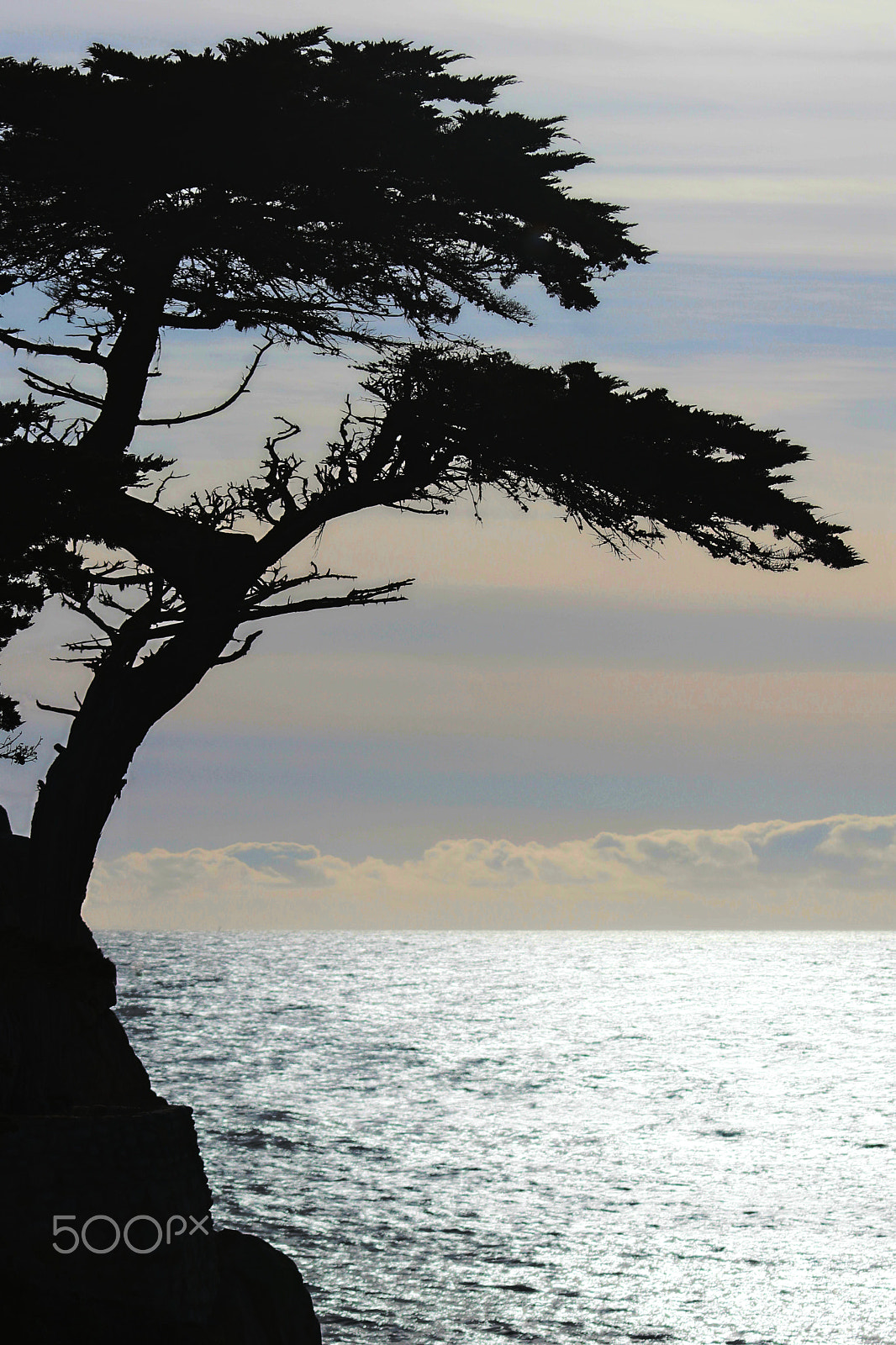 Canon EOS 80D + Canon EF 70-200mm F4L IS USM sample photo. Lone cypress 5463 photography