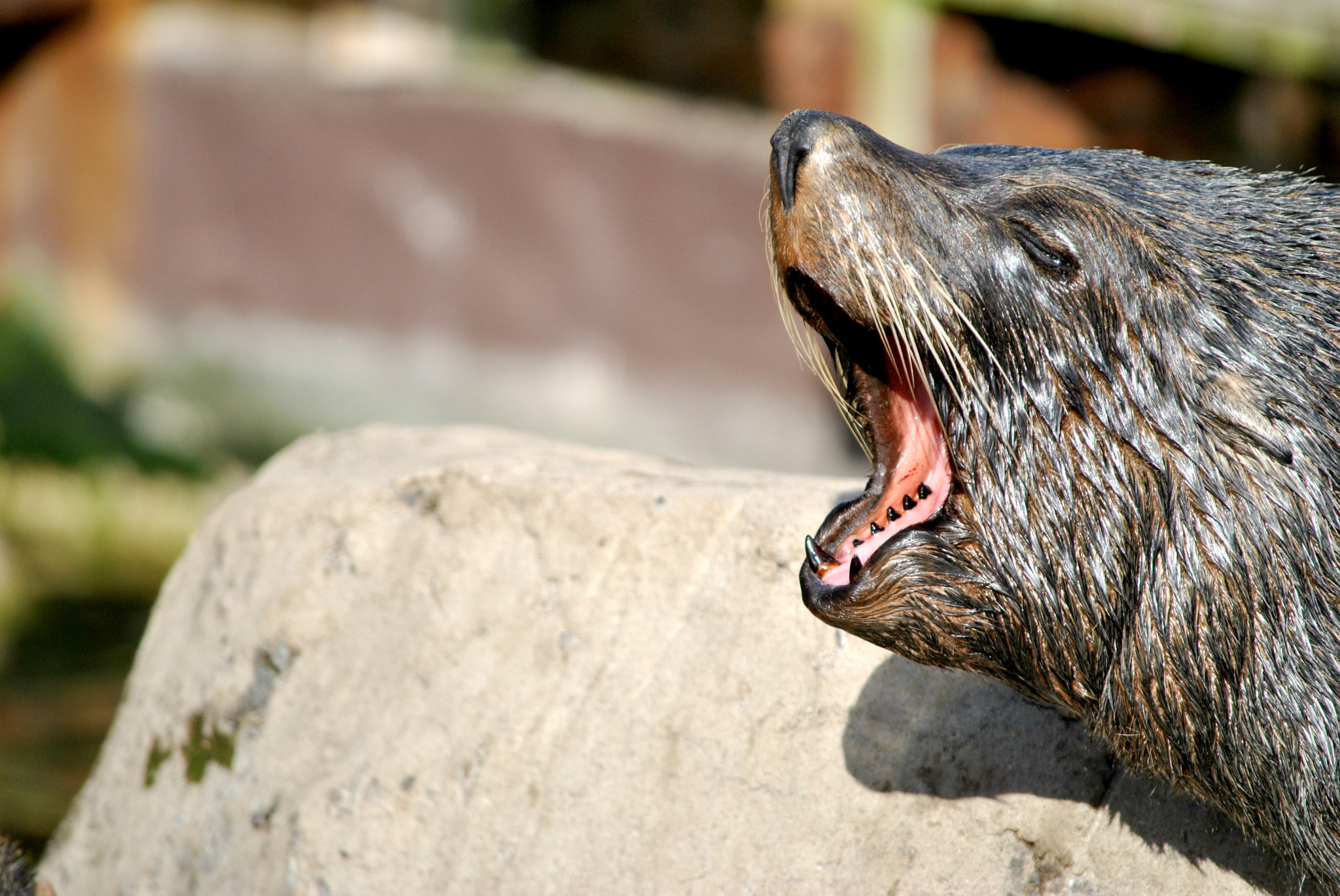 Nikon D3000 sample photo. Roaring photography