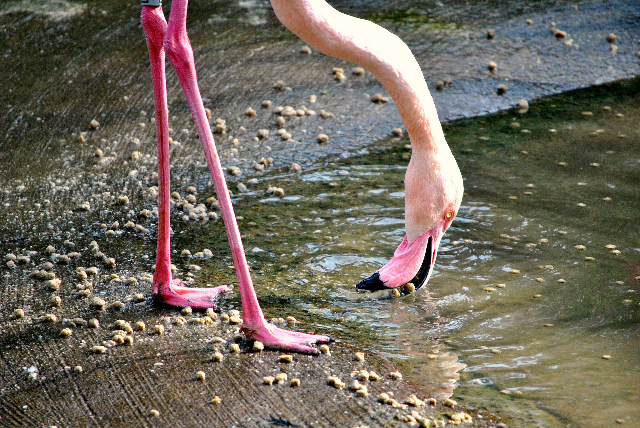 Nikon D3000 sample photo. Slurping photography