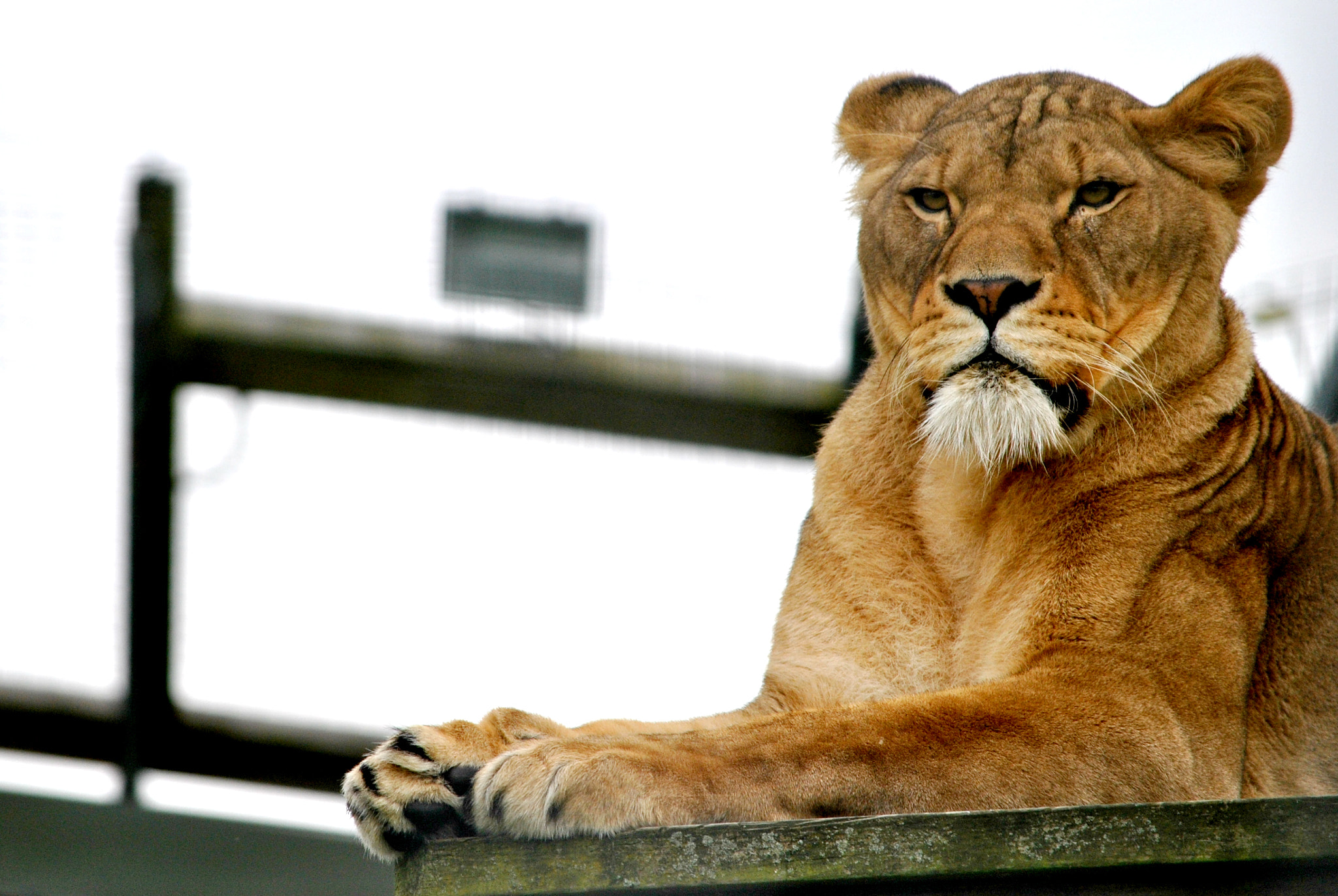 Nikon D3000 sample photo. Watching over her pride photography