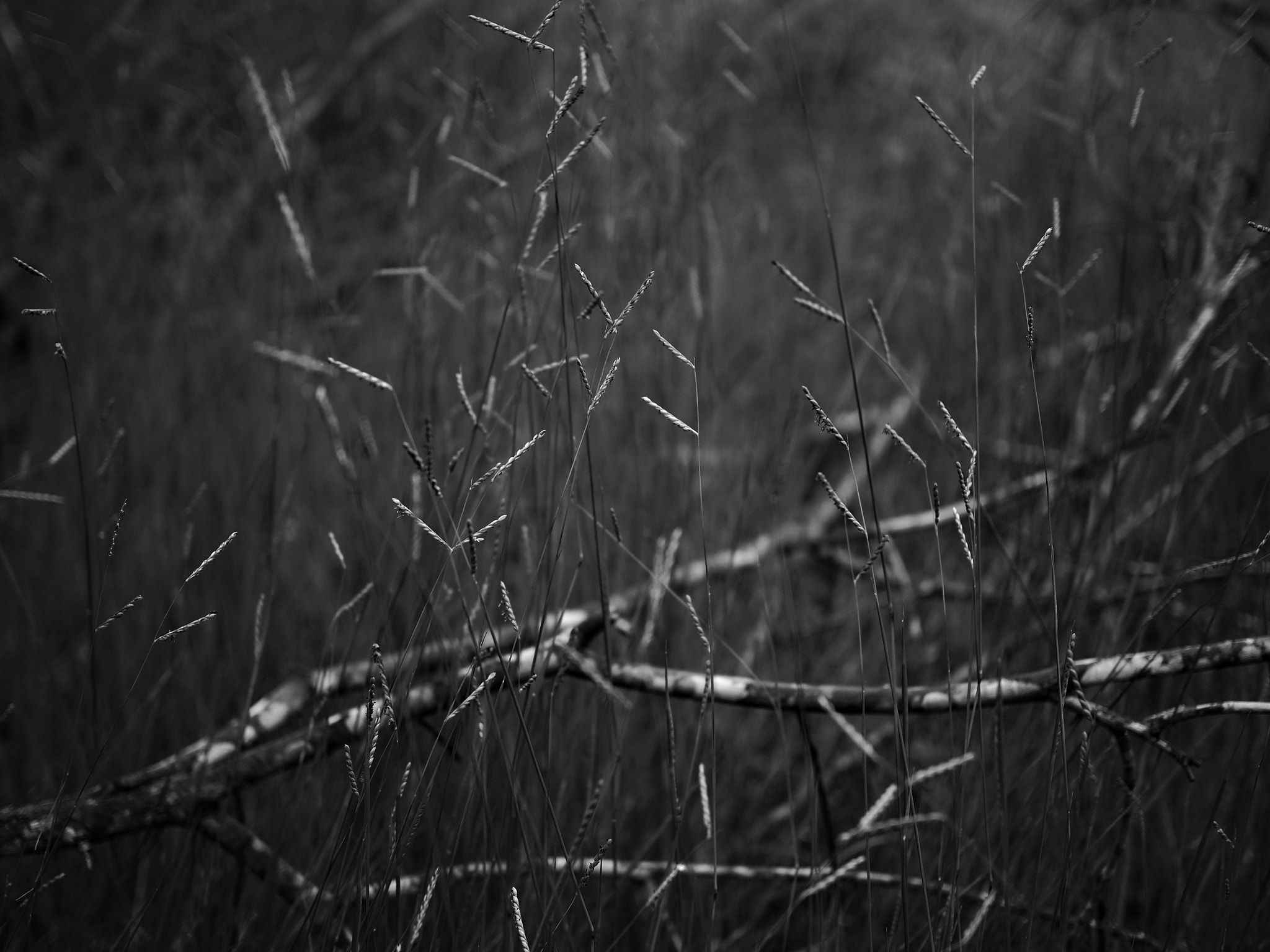 Olympus OM-D E-M5 II + Olympus M.Zuiko Digital 25mm F1.8 sample photo. Vale do ribeira grass photography