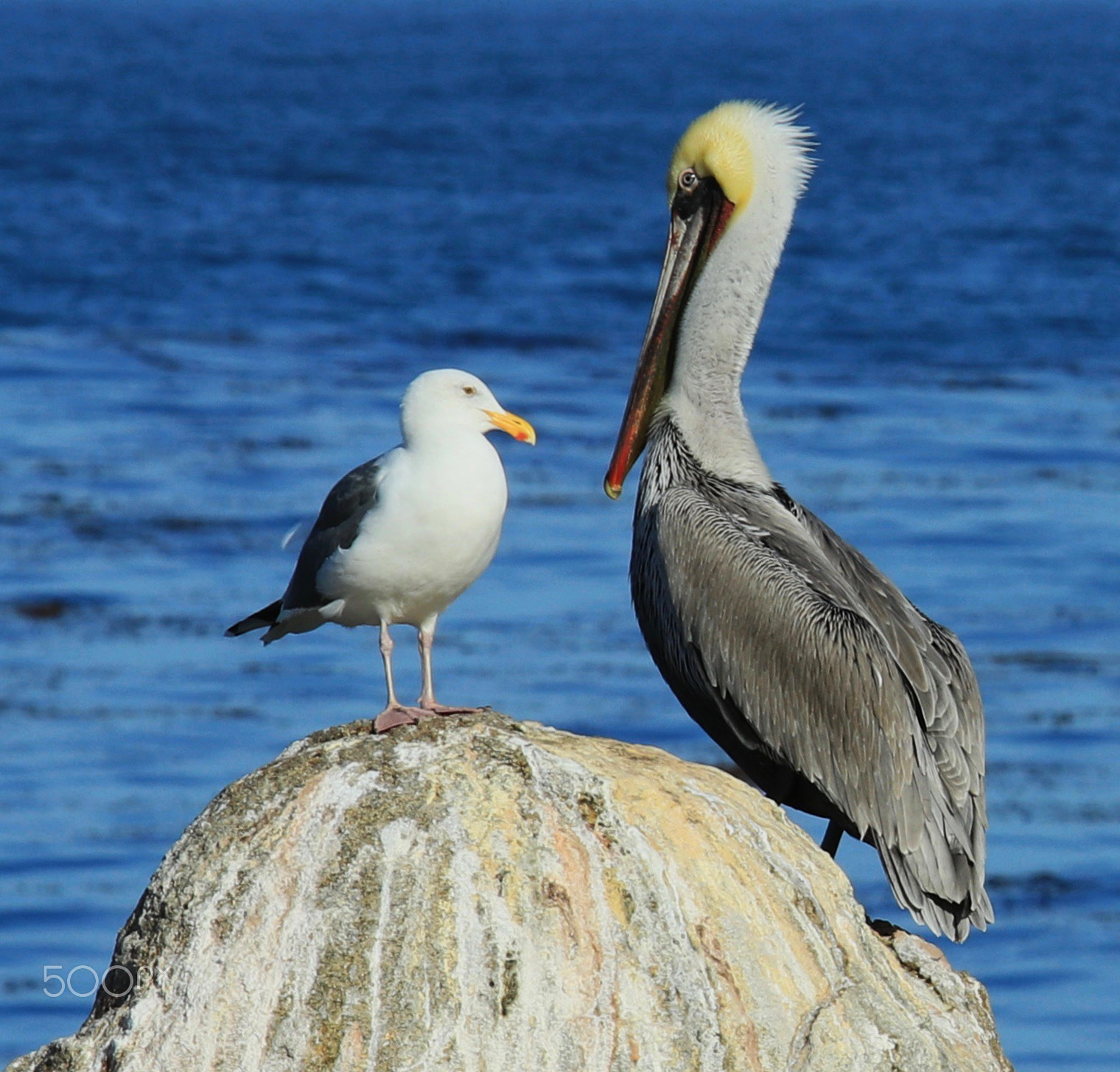 Canon EOS 80D + Canon EF 70-200mm F4L IS USM sample photo. Pelican and seagull 2176 photography