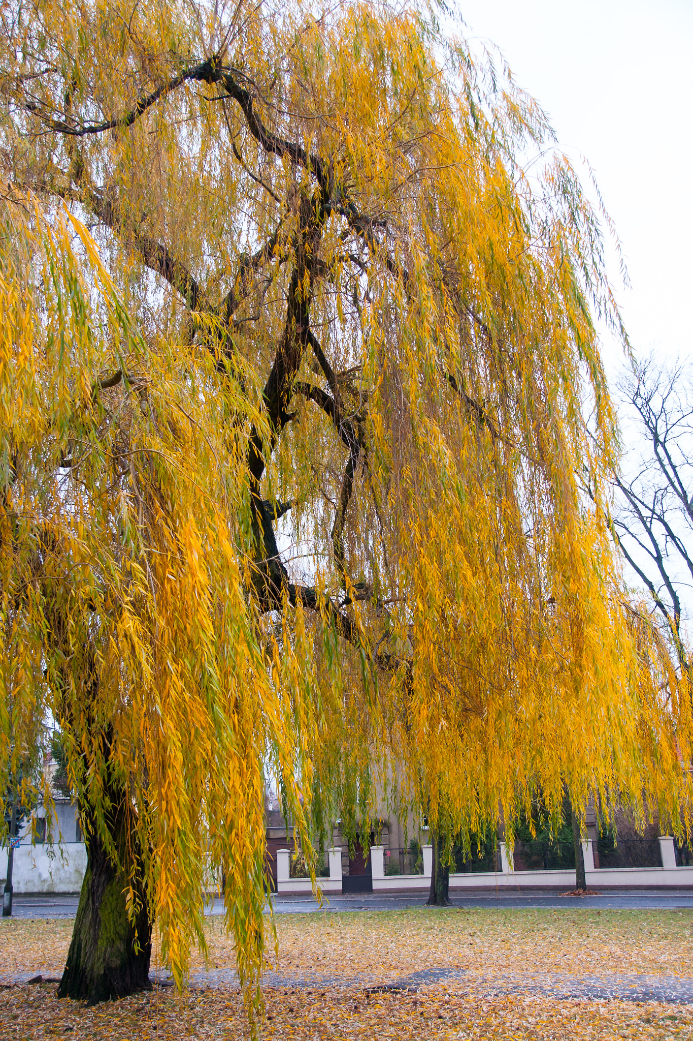 Sony DT 16-105mm F3.5-5.6 sample photo. Autumn tree in bydgoszcz photography