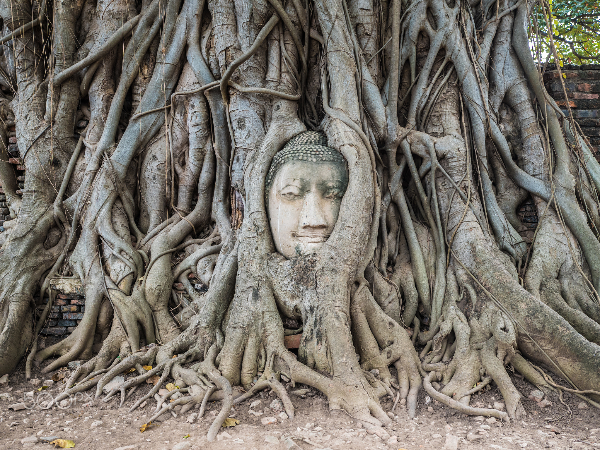 Buddha head swallowed in a tree