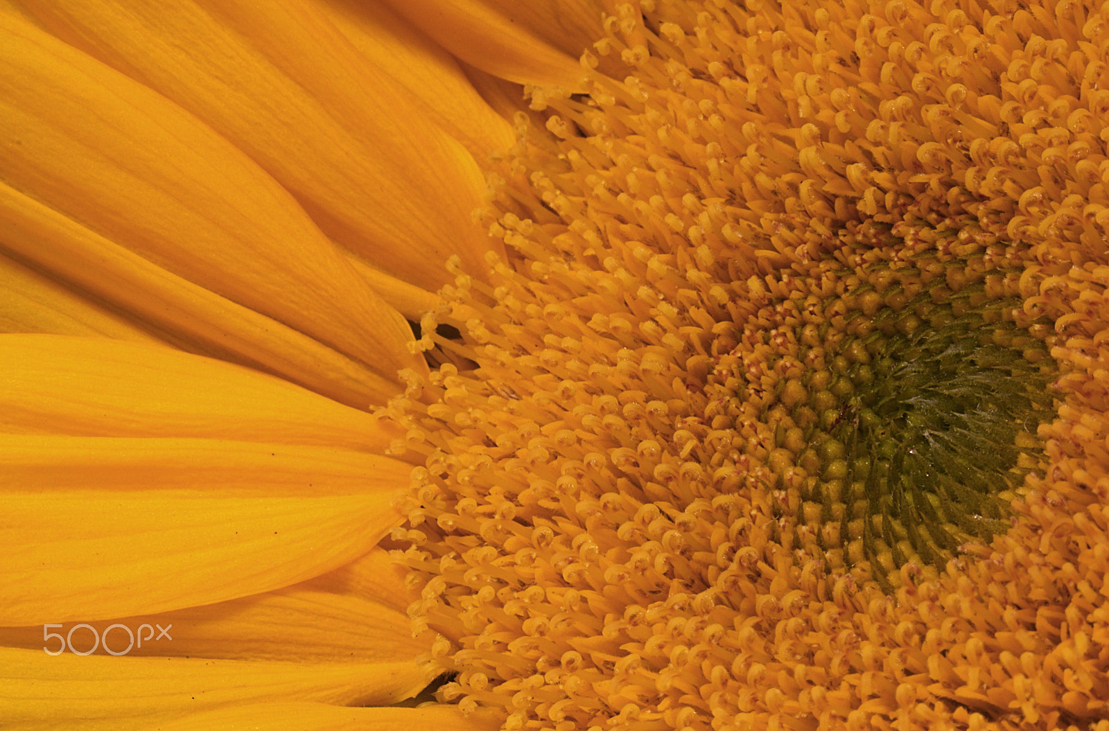 Canon EOS 760D (EOS Rebel T6s / EOS 8000D) sample photo. Sunflower 9111 photography