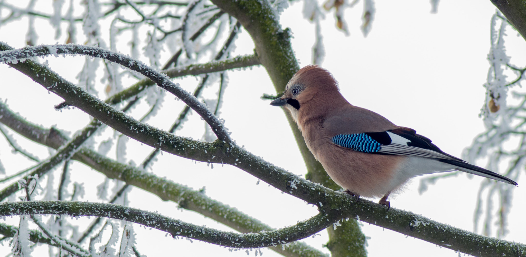 Pentax K-50 sample photo