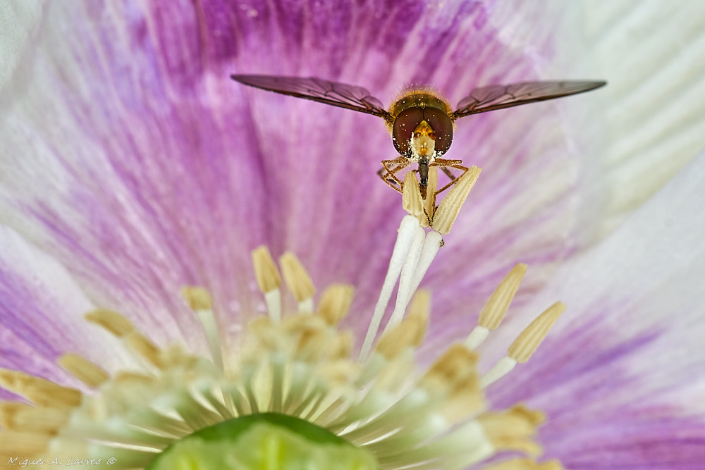 150mm F2.8 sample photo. Syrphidae photography