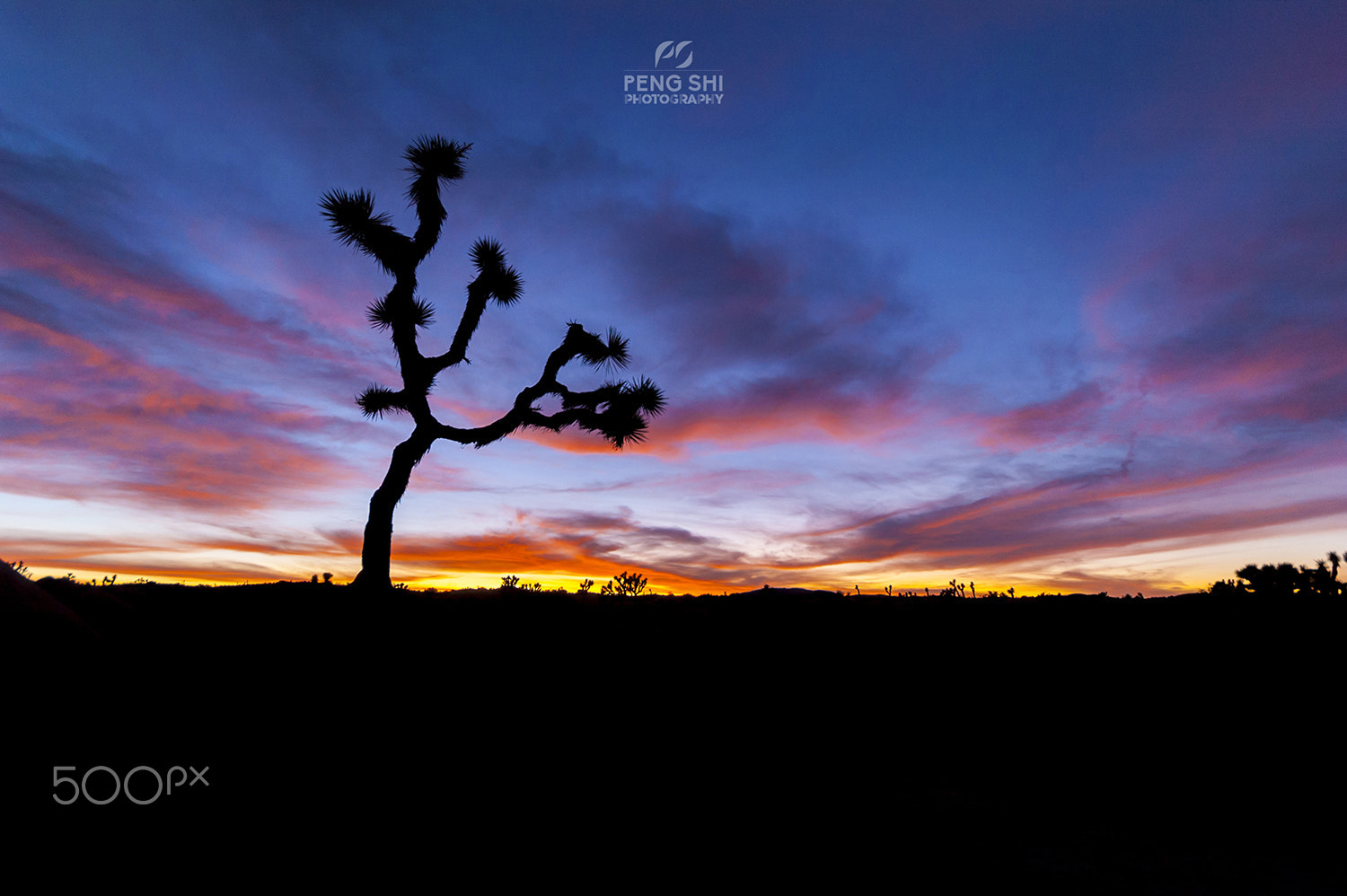 Sigma 10-20mm F4-5.6 EX DC HSM sample photo. A shade of joshua tree photography