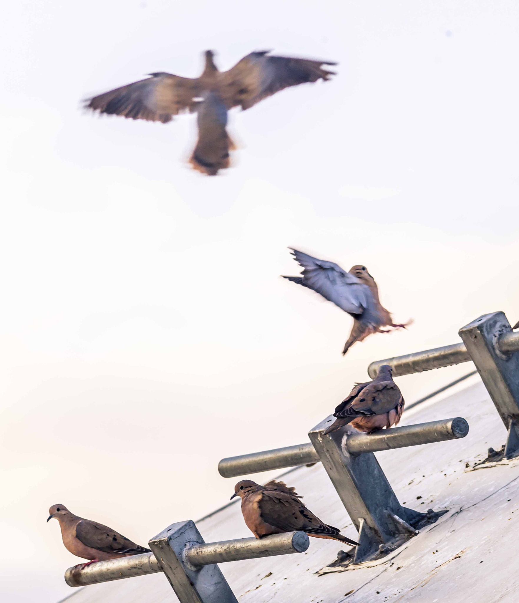 Canon EF 300mm F4L IS USM sample photo. Tórtolas - aves photography