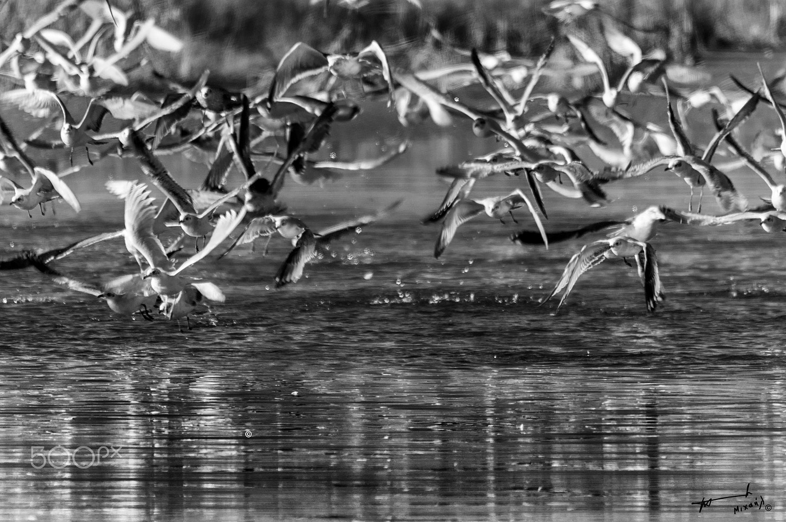 Nikon D90 + Sigma 150-500mm F5-6.3 DG OS HSM sample photo. Flying reflections photography