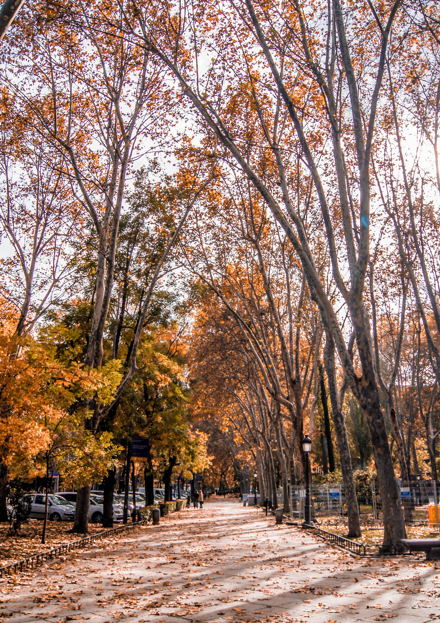 Sony SLT-A33 sample photo. Otoño photography