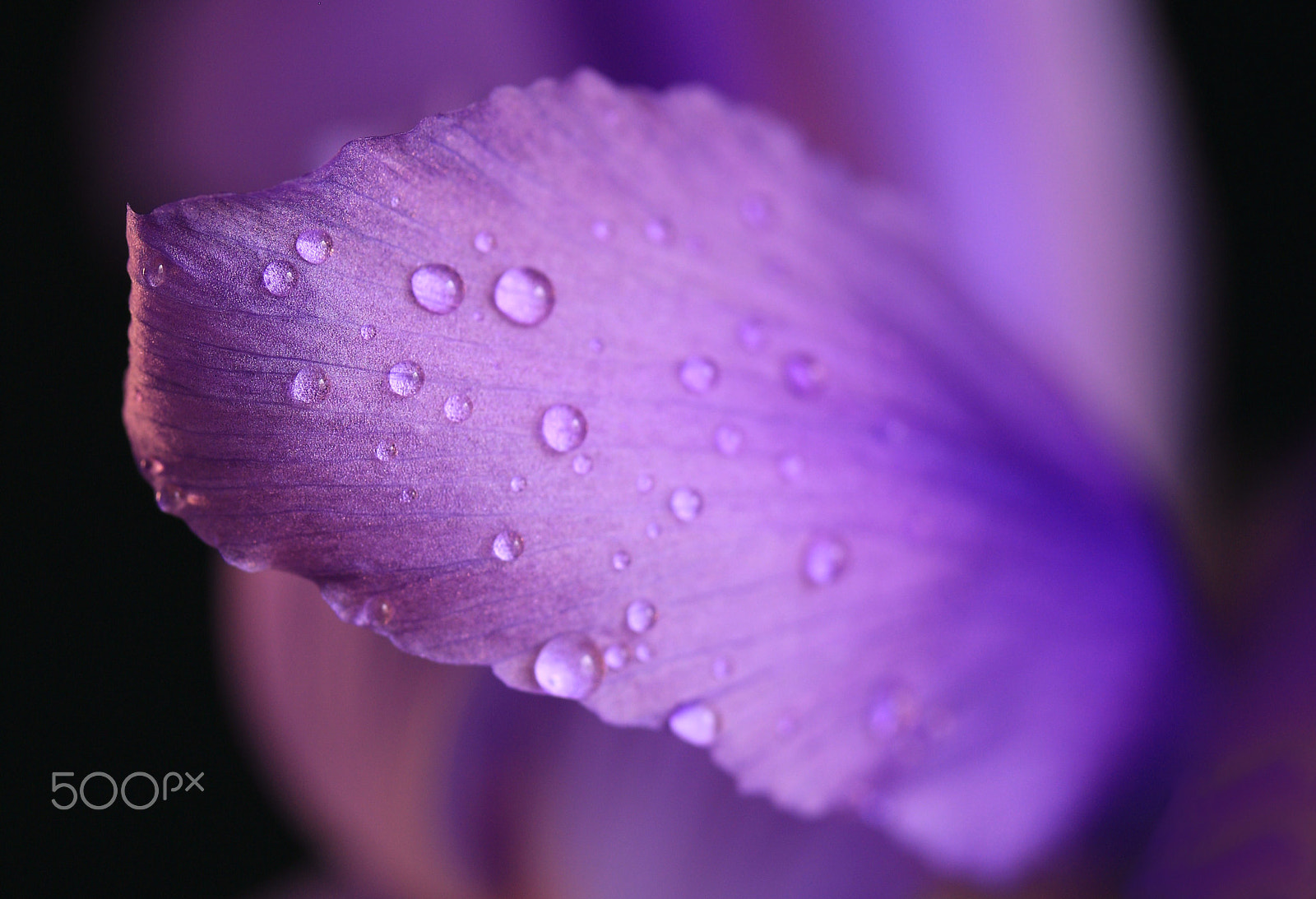 Canon EOS 760D (EOS Rebel T6s / EOS 8000D) sample photo. Iris 8895 photography