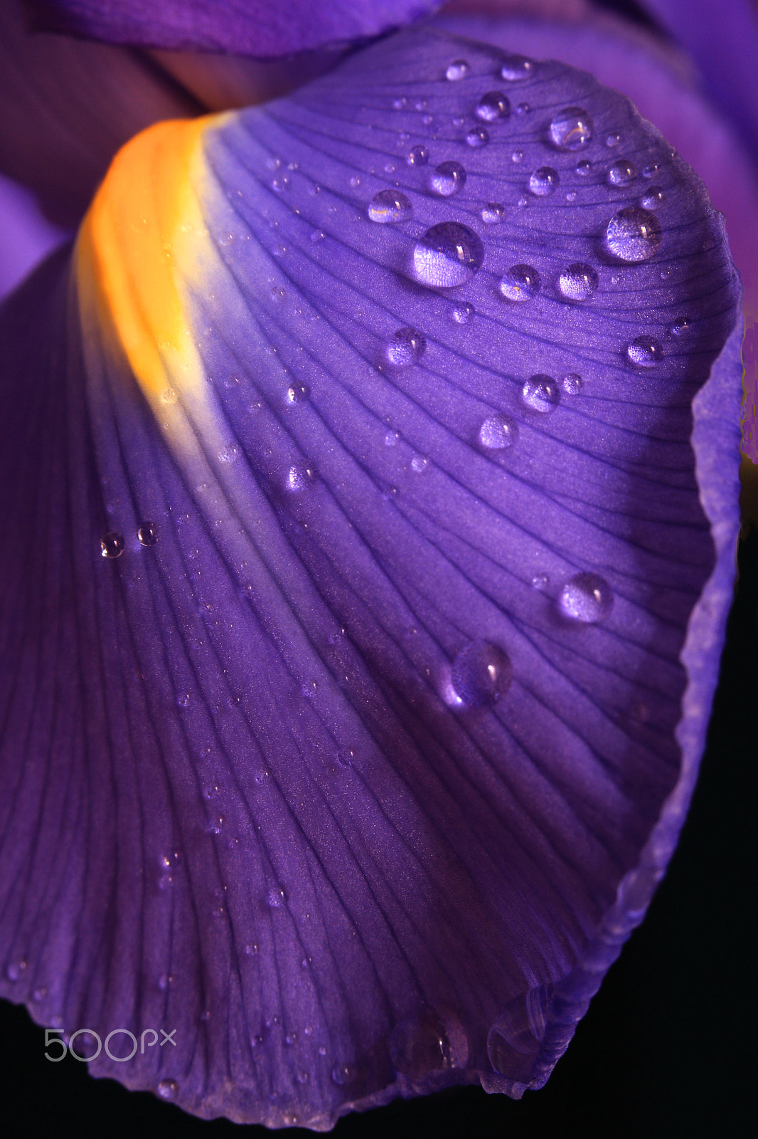 Canon EOS 760D (EOS Rebel T6s / EOS 8000D) sample photo. Iris 8954 photography