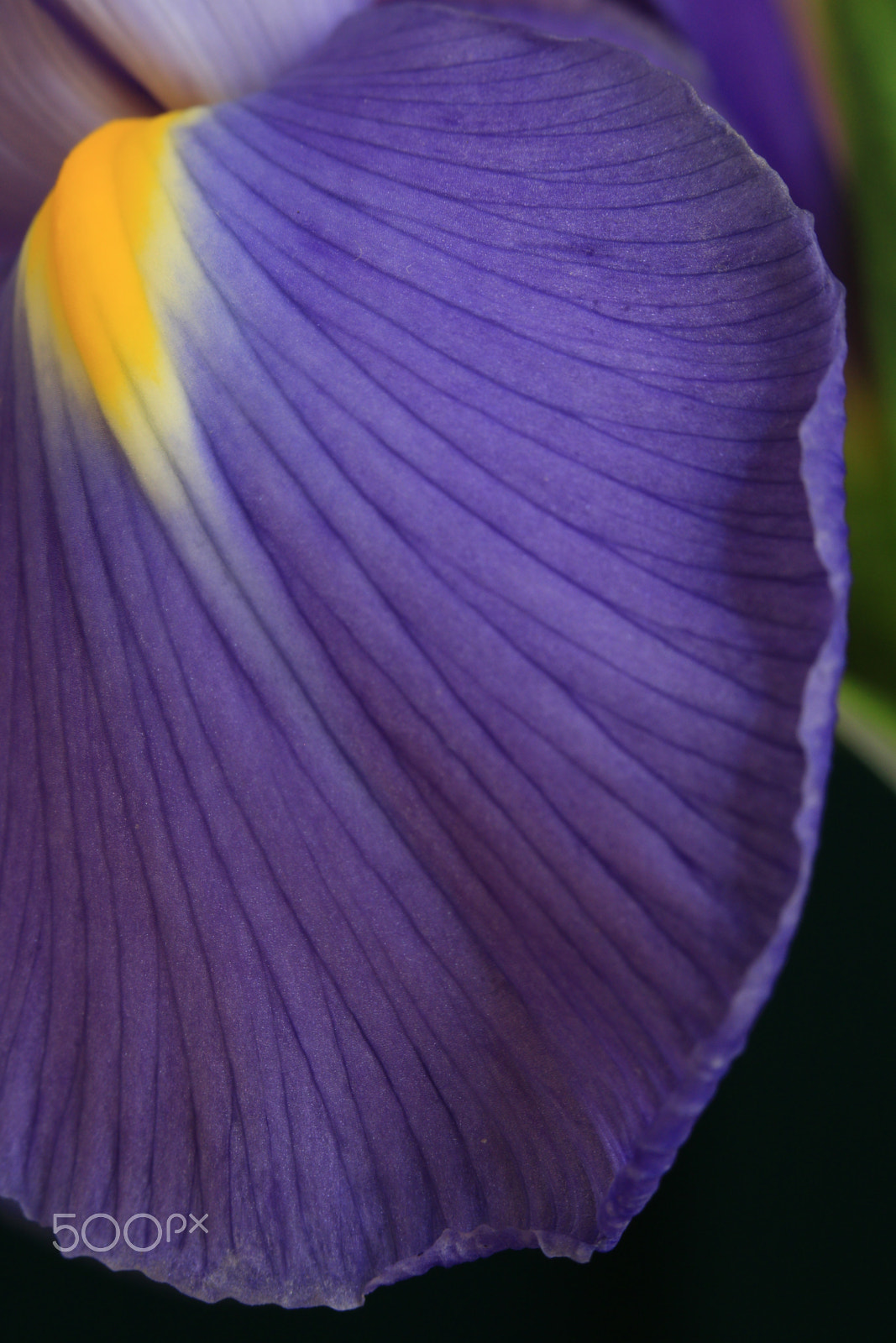 Canon EOS 760D (EOS Rebel T6s / EOS 8000D) sample photo. Iris 8943 photography
