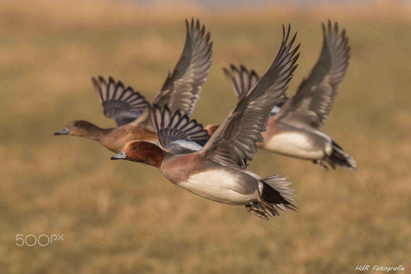 Canon EOS 70D + Canon EF 300mm F2.8L IS II USM sample photo. In formation photography