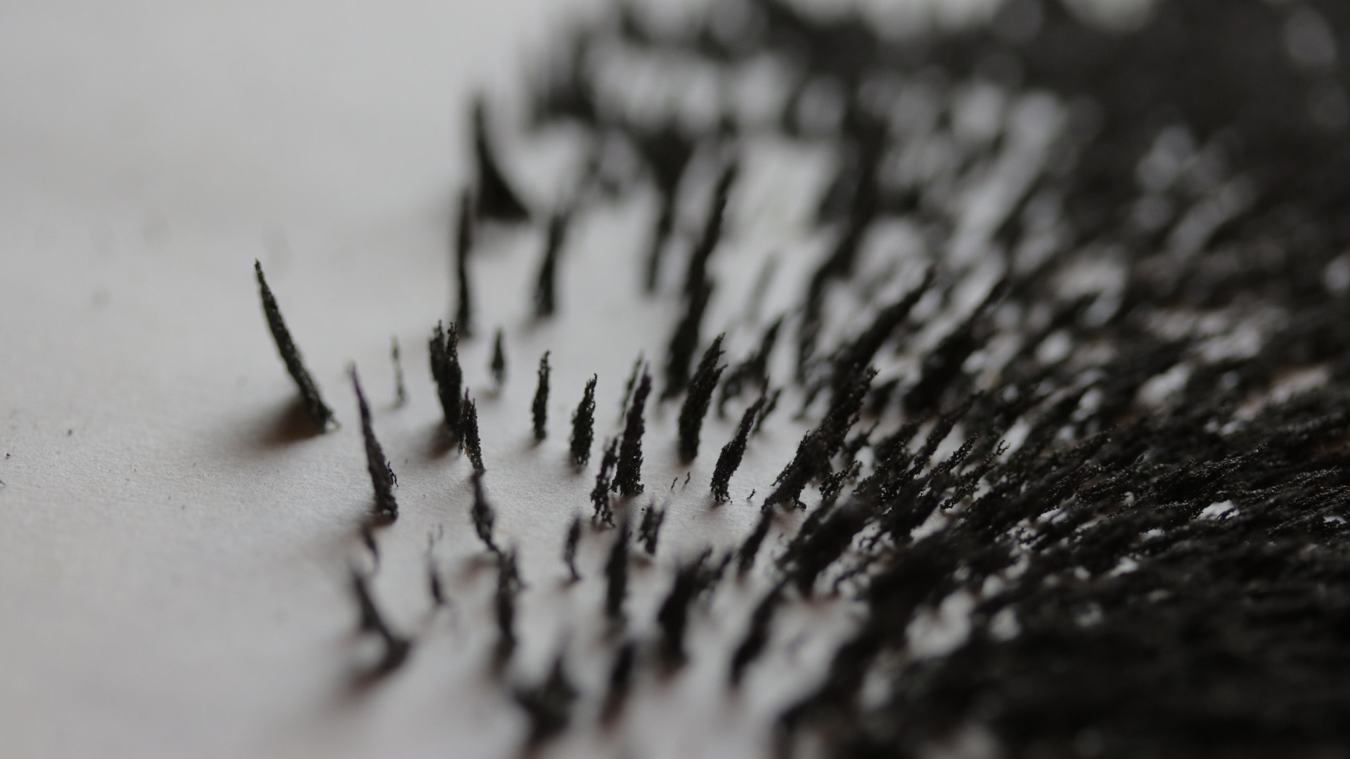Canon EF-S 60mm F2.8 Macro USM sample photo. Paper is patient 170127 photography