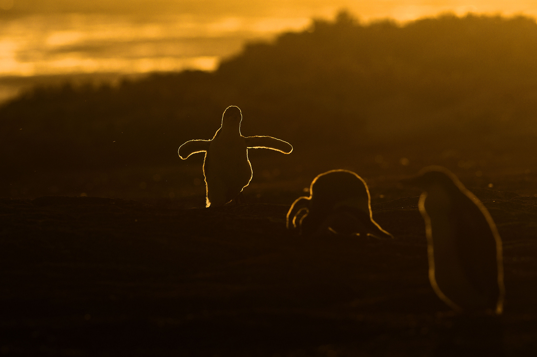 Nikon AF-S Nikkor 300mm F2.8G ED VR II sample photo. Falkland islands ghost photography