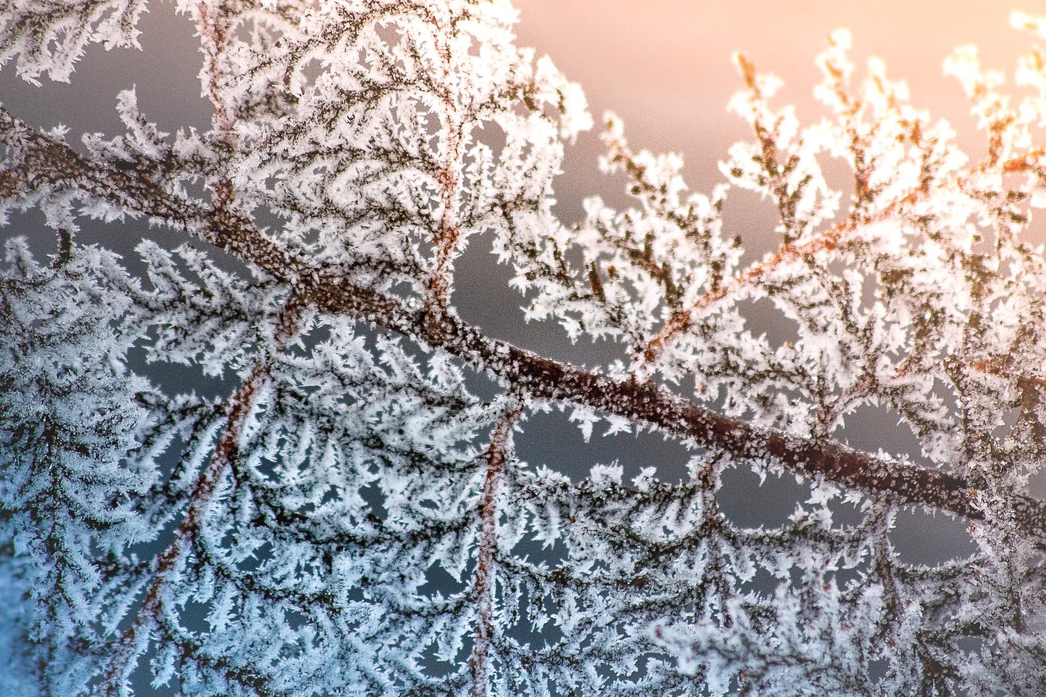 Sigma 70-300mm F4-5.6 APO DG Macro sample photo. Winters tree photography