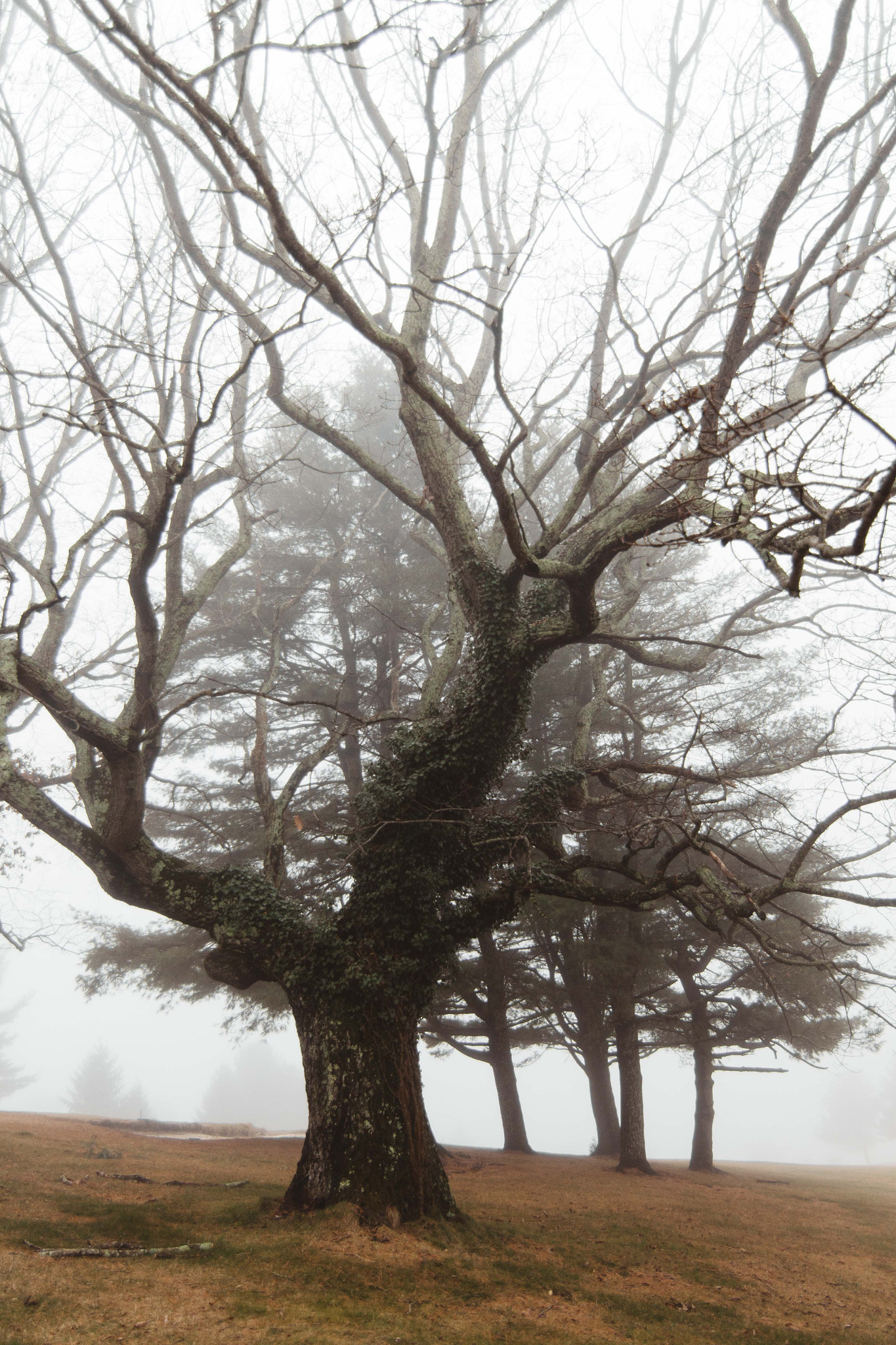 Canon EOS 700D (EOS Rebel T5i / EOS Kiss X7i) sample photo. Foggy tree photography