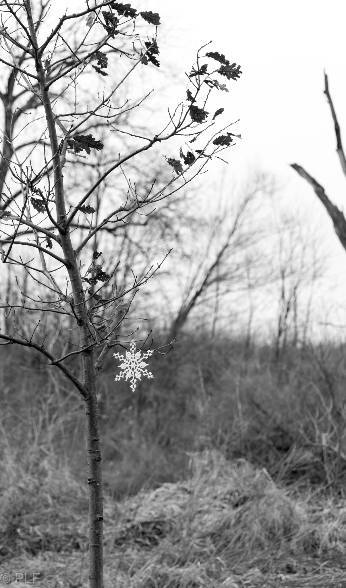 Nikon AF-S Nikkor 70-200mm F2.8G ED VR II sample photo. Last flake photography