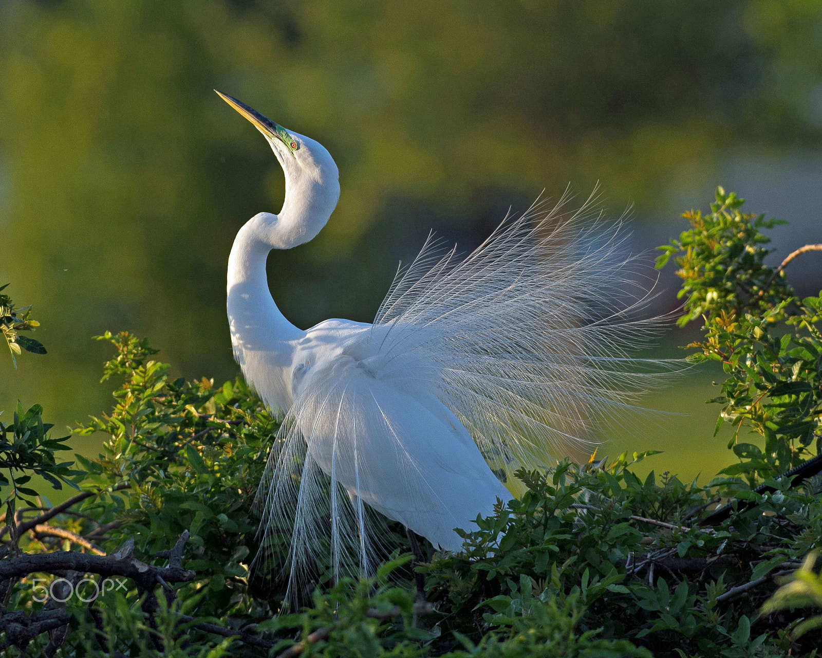 Canon EOS 7D + Canon EF 300mm F4L IS USM sample photo. Great egret display photography