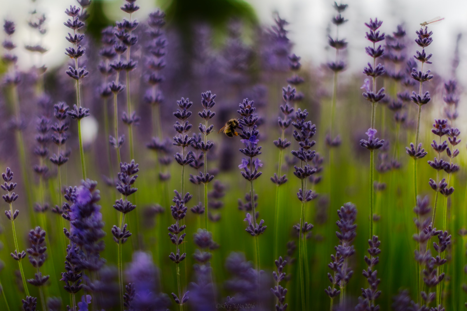 Canon EOS 5DS + Canon EF 50mm F1.2L USM sample photo. Lavender buzz photography