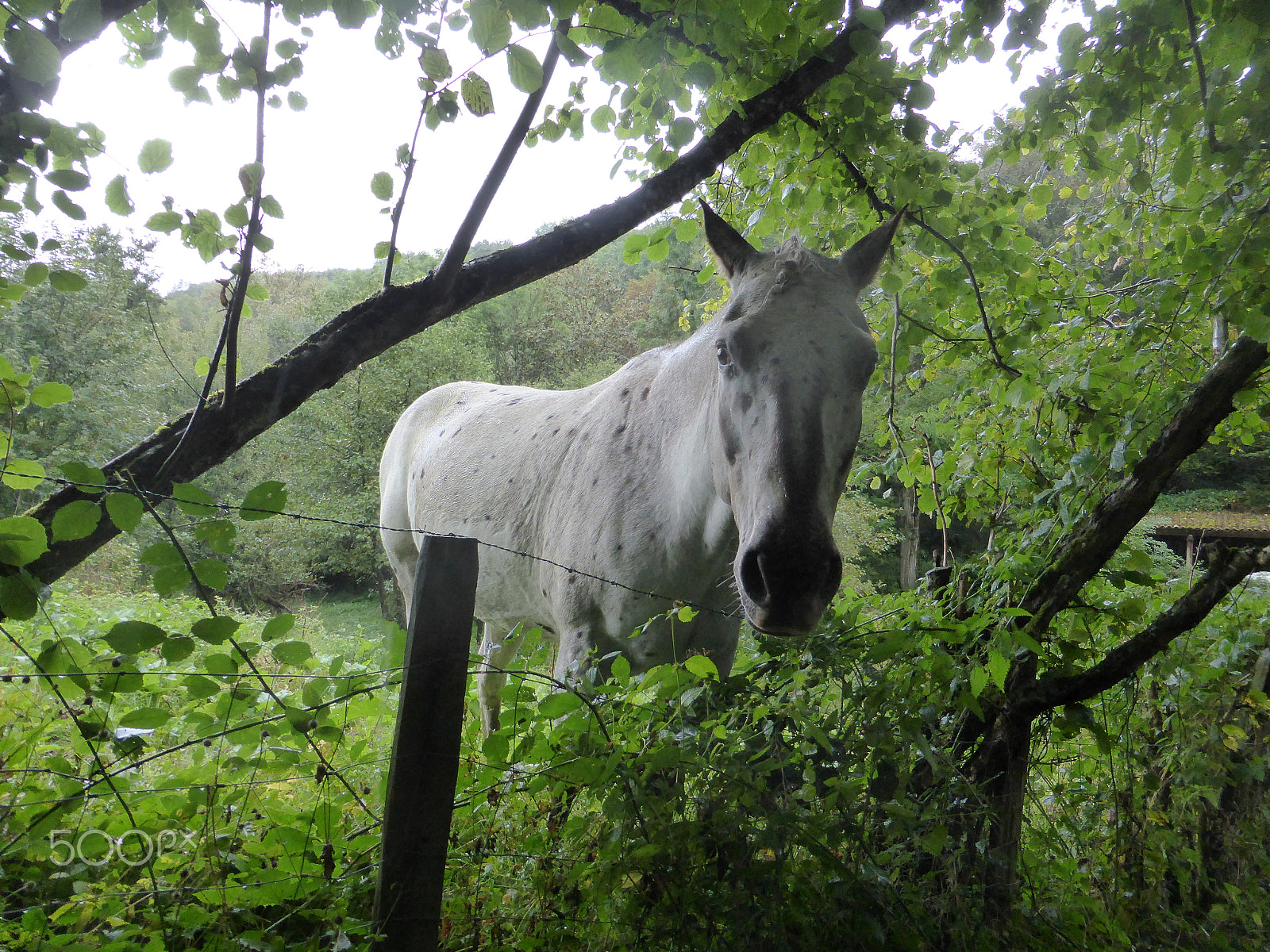 Panasonic DMC-TZ41 sample photo. P106 horse surprise photography