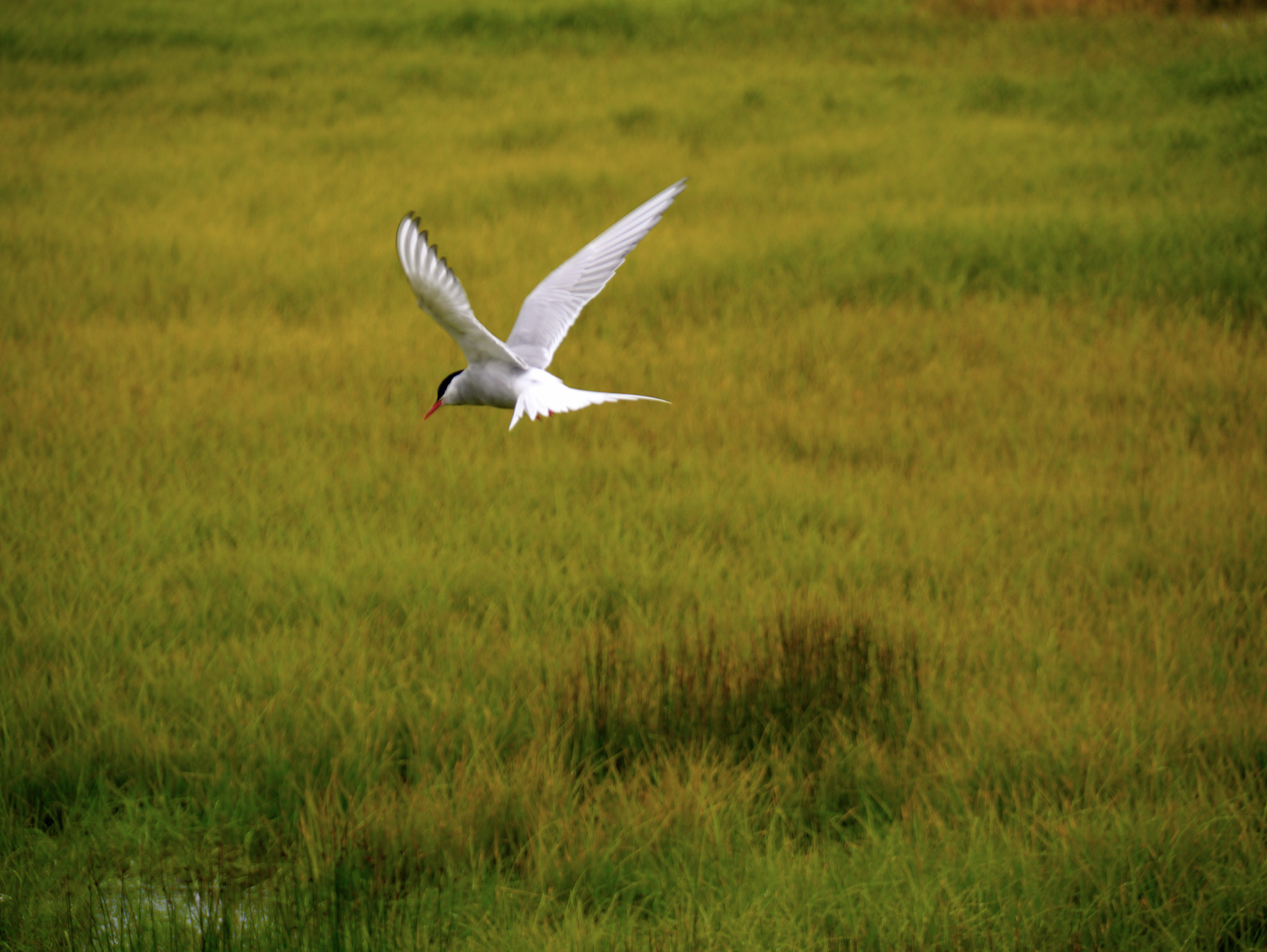 Panasonic Lumix DMC-G3 + Panasonic Lumix G Vario 45-200mm F4-5.6 OIS sample photo. Flying bird photography